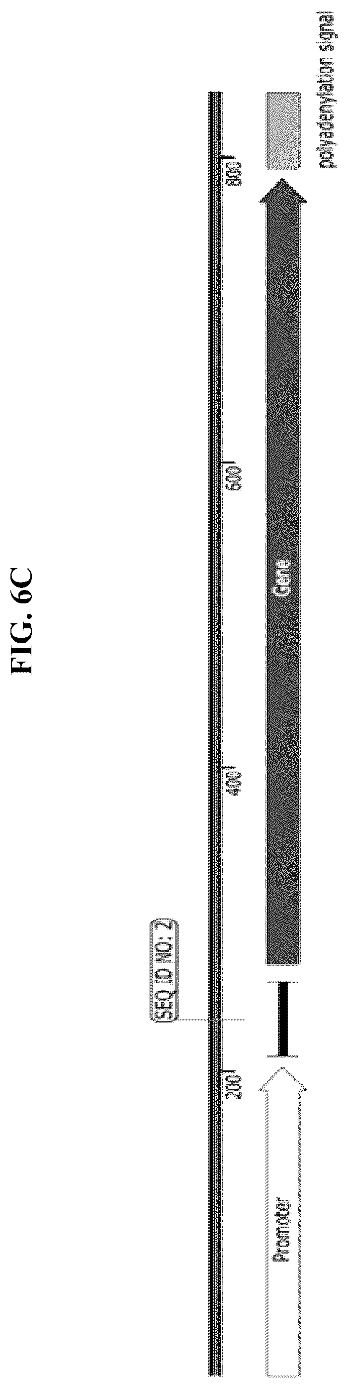 Patent US12104175 Figure 16 – High activity regulatory elements