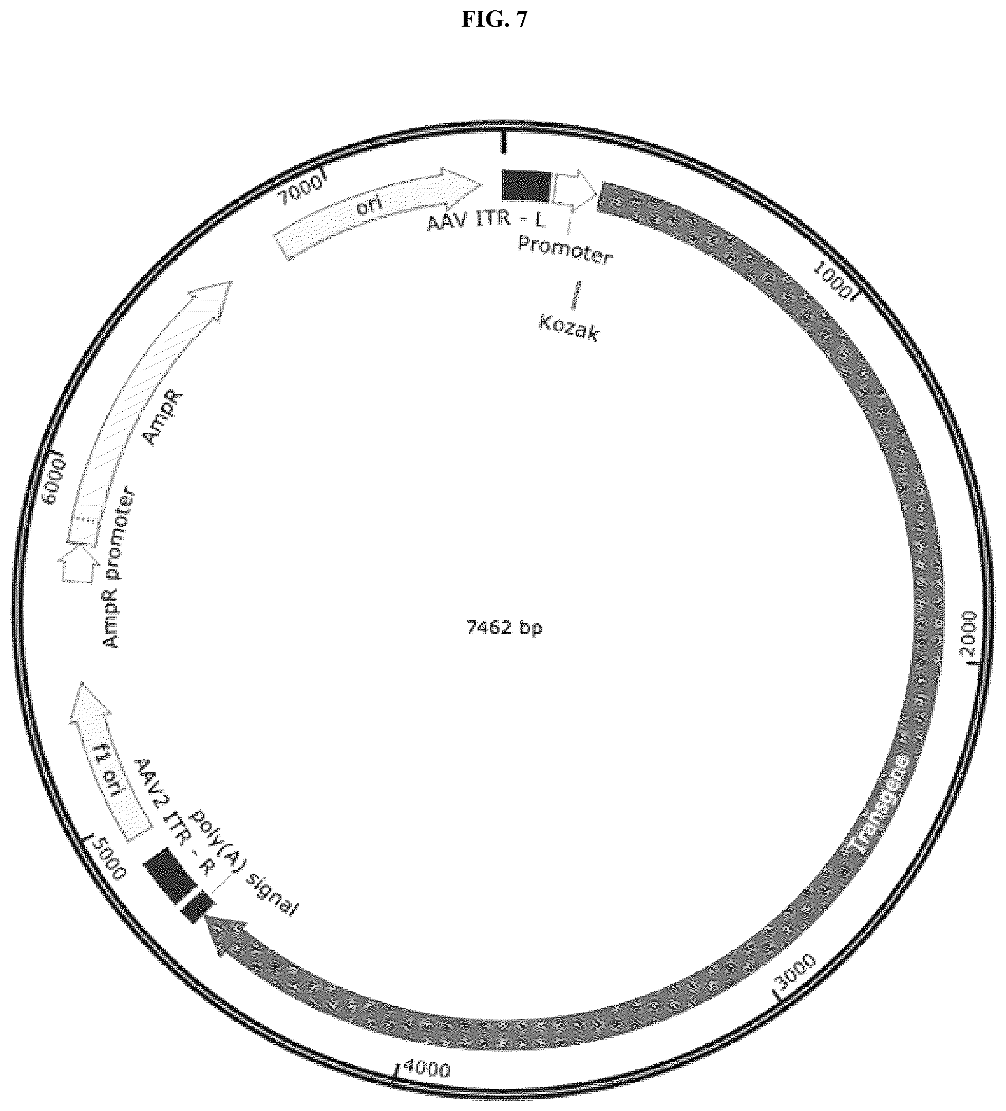 Patent US12104175 Figure 17 – High activity regulatory elements