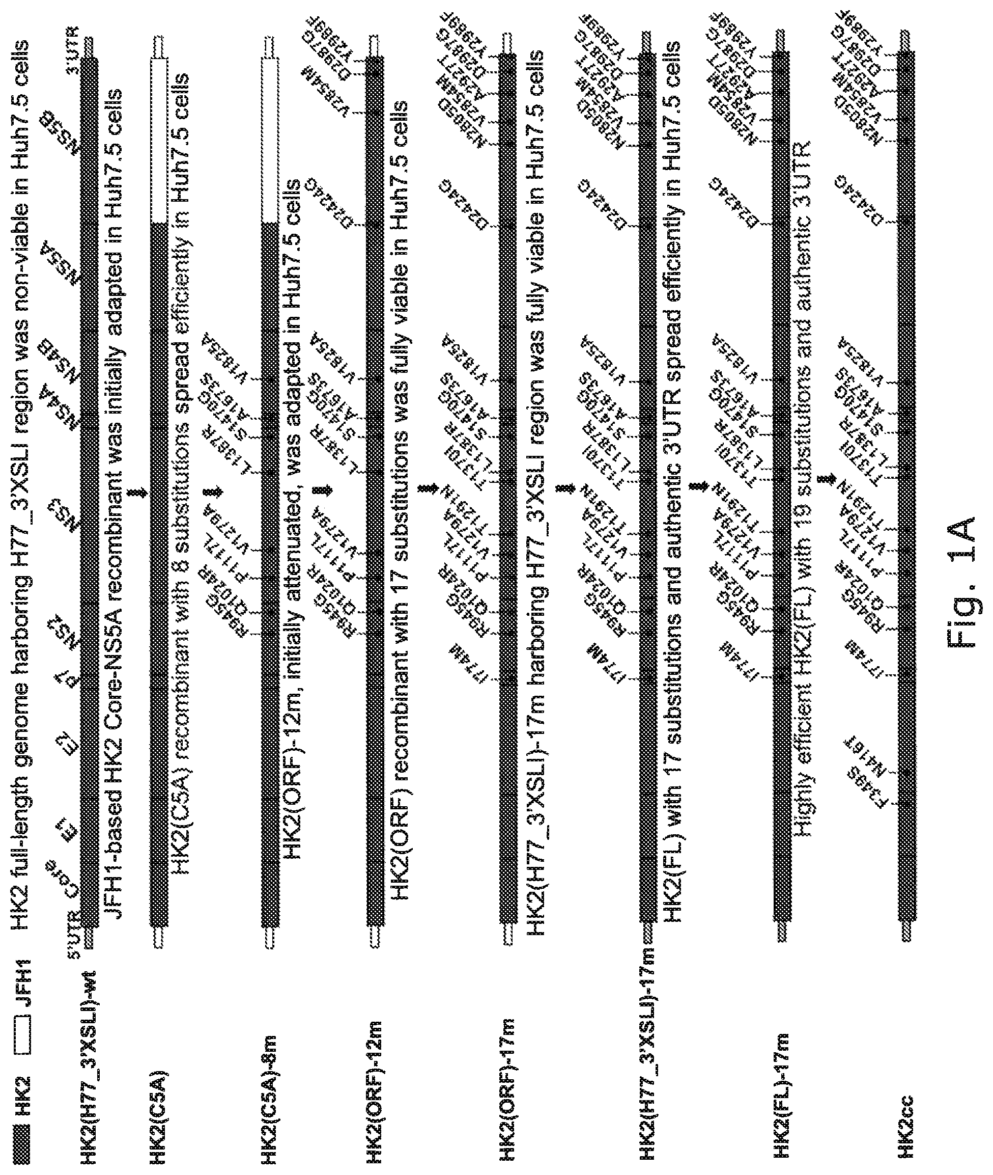 Patent US12104176 — Efficient cell culture system for hepatitis C virus genotype 6A — Figure 1