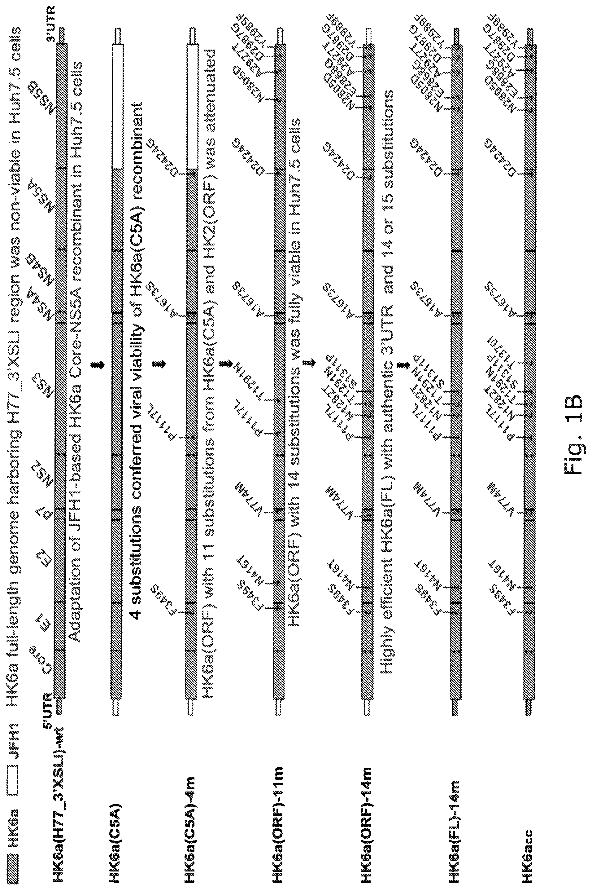 Patent US12104176 Figure 2 – Efficient cell culture system for hepatitis C virus genotype 6A