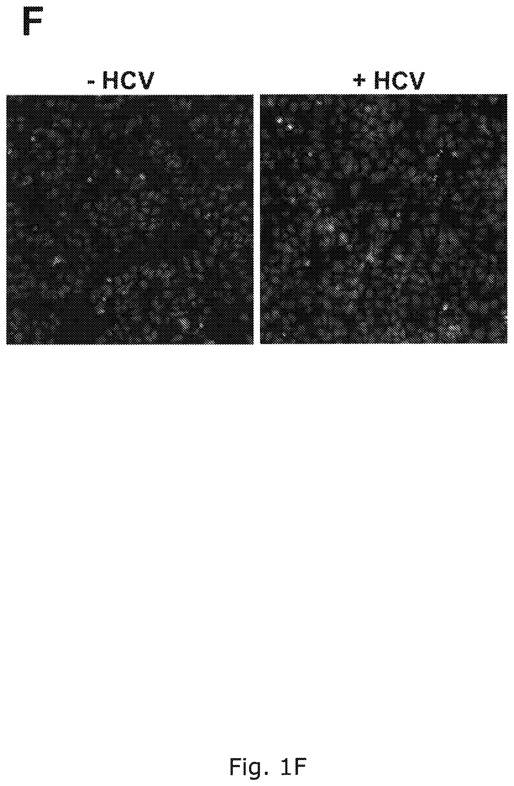 Patent US12104176 Figure 4 – Efficient cell culture system for hepatitis C virus genotype 6A