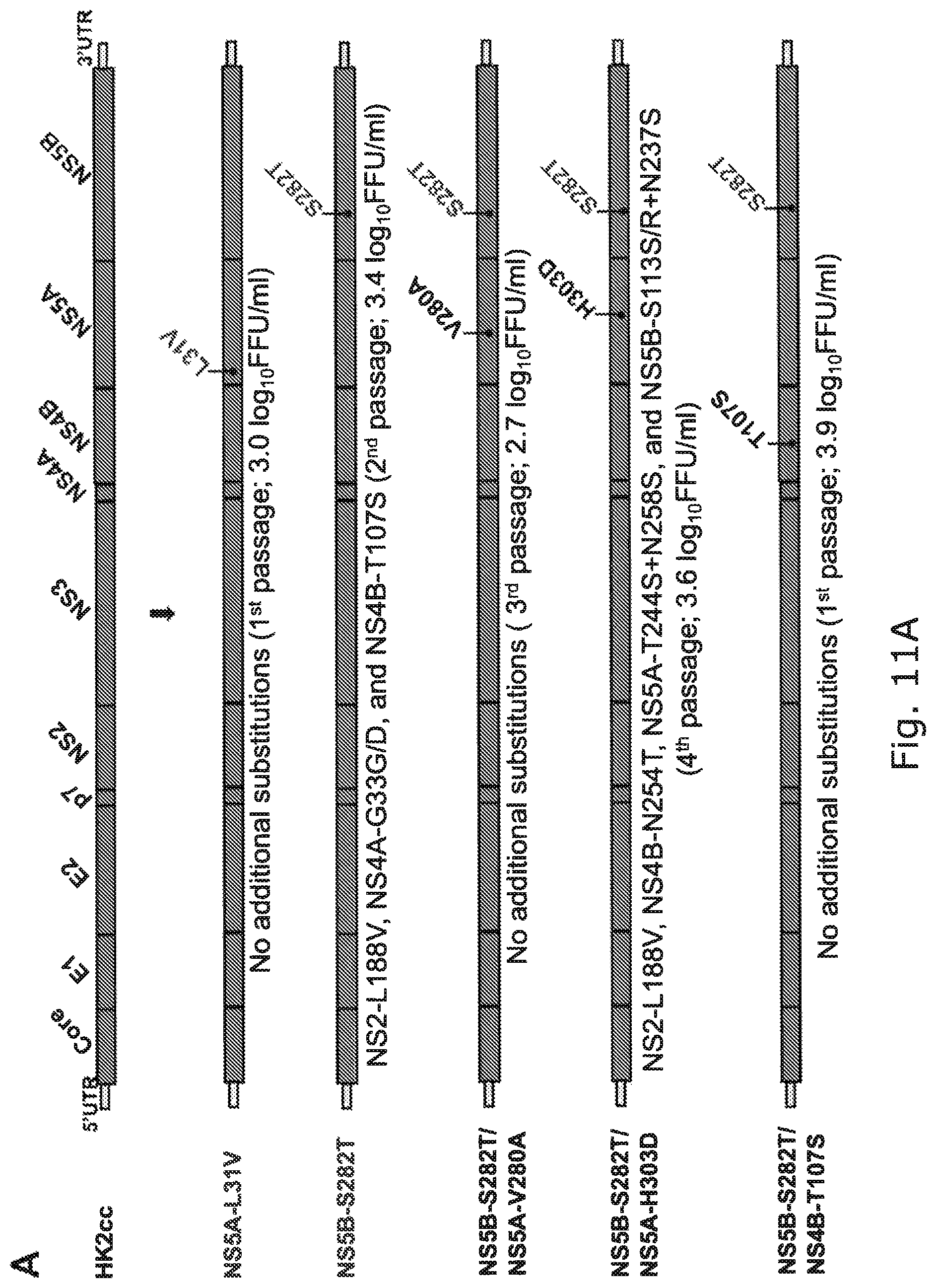 Patent US12104176 Figure 20 – Efficient cell culture system for hepatitis C virus genotype 6A