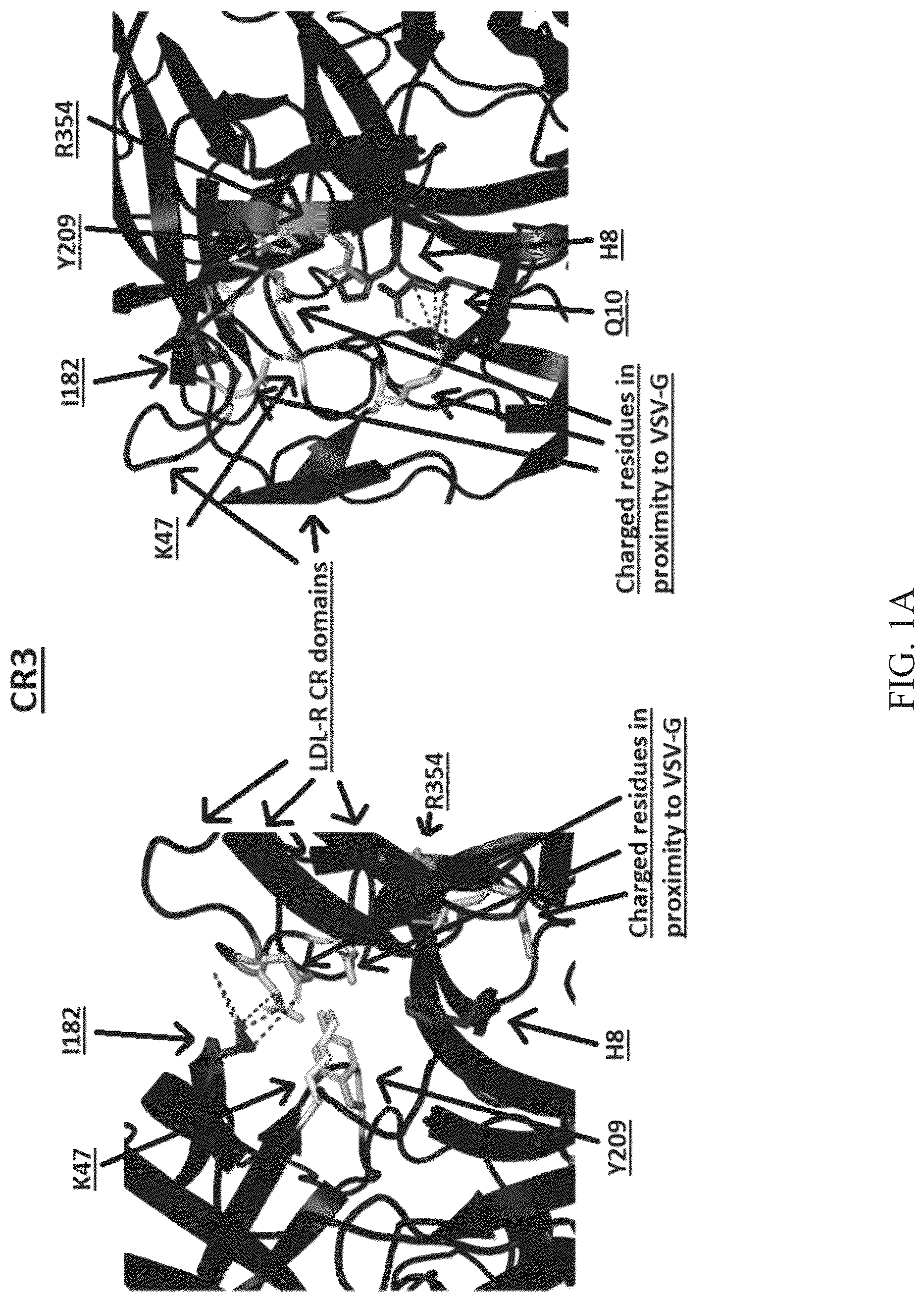 Patent US12104177 Figure 1 – Pseudotyped viral particles, compositions comprising the same, and uses thereof