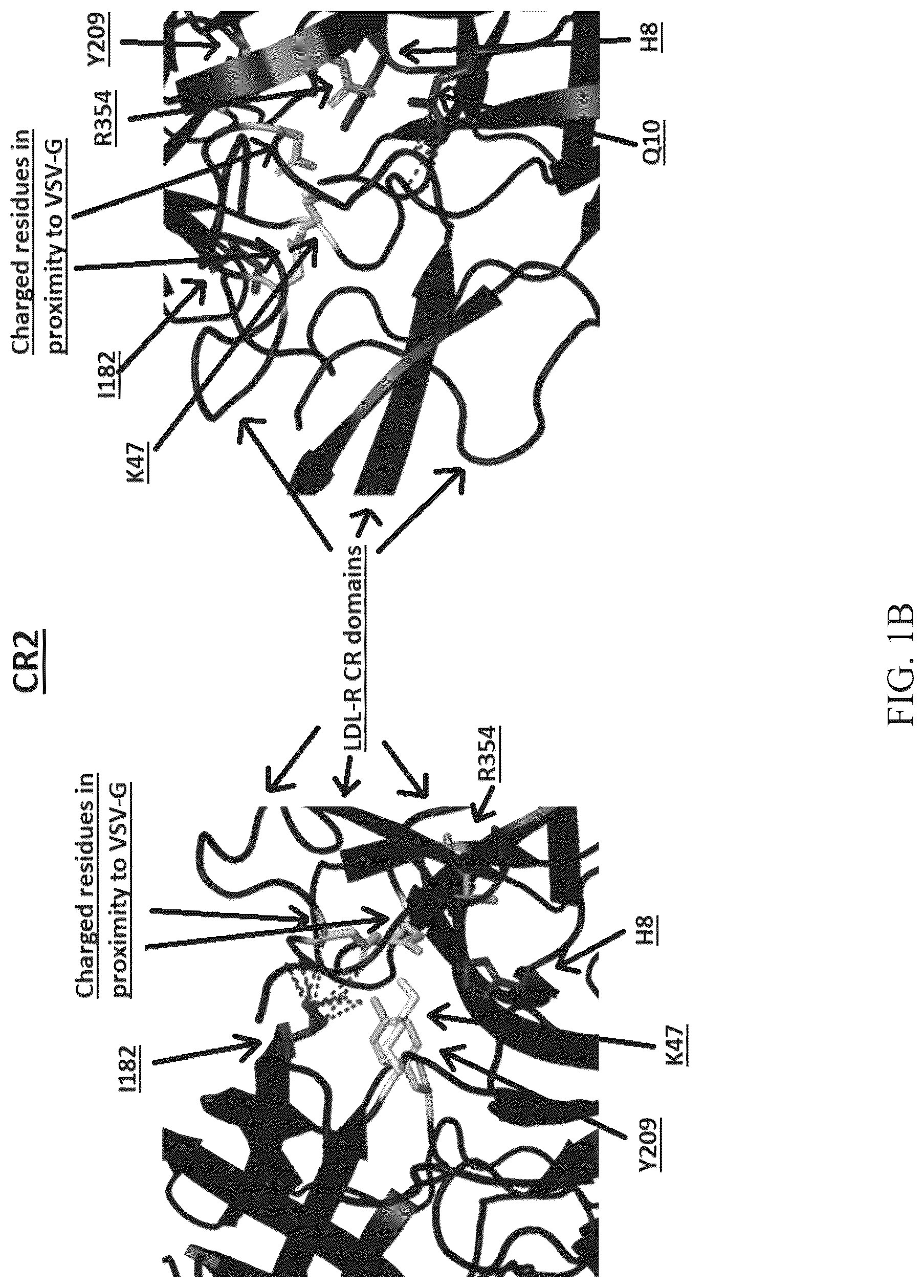 Patent US12104177 Figure 2 – Pseudotyped viral particles, compositions comprising the same, and uses thereof