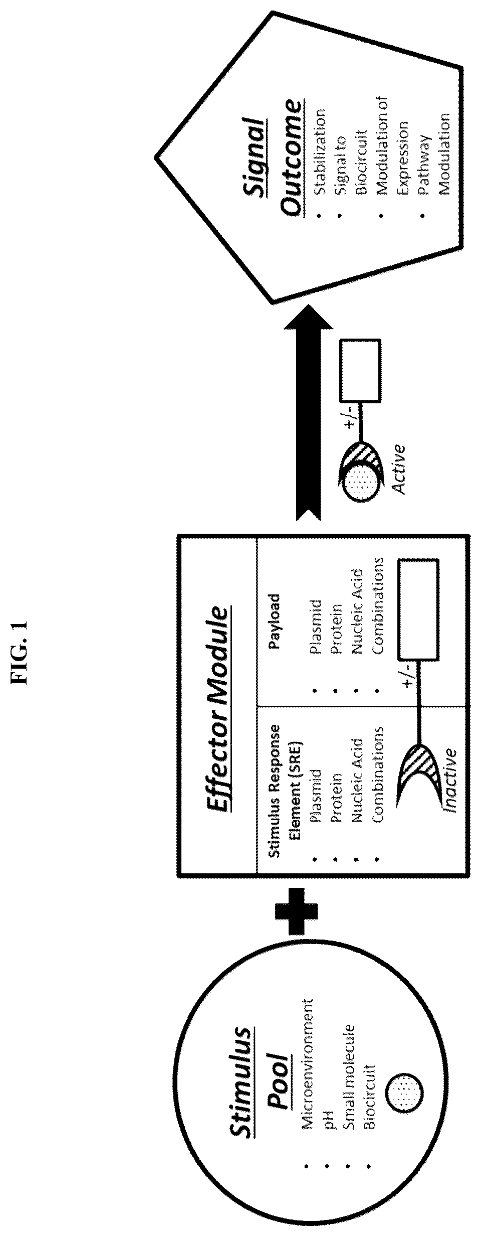 Patent US12104178 Figure 1 – DHFR tunable protein regulation