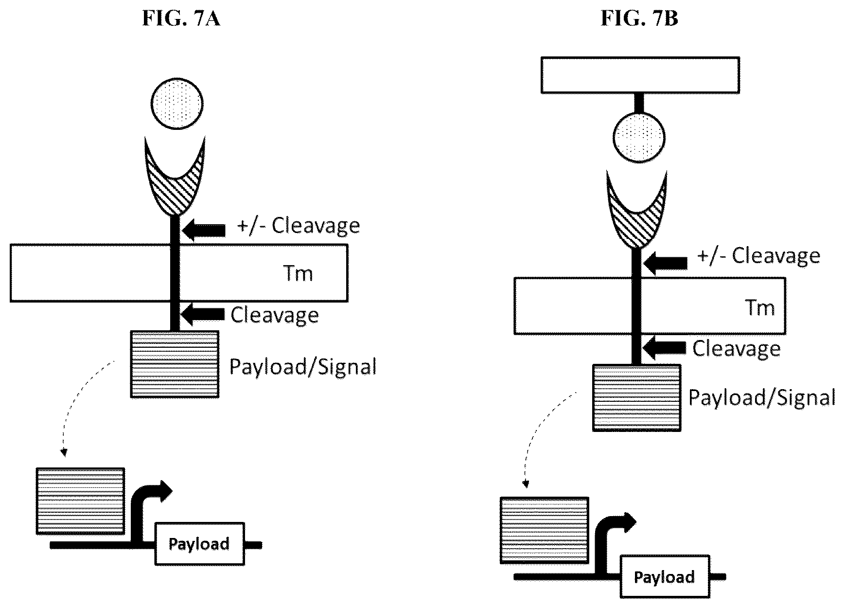 Patent US12104178 Figure 5 – DHFR tunable protein regulation