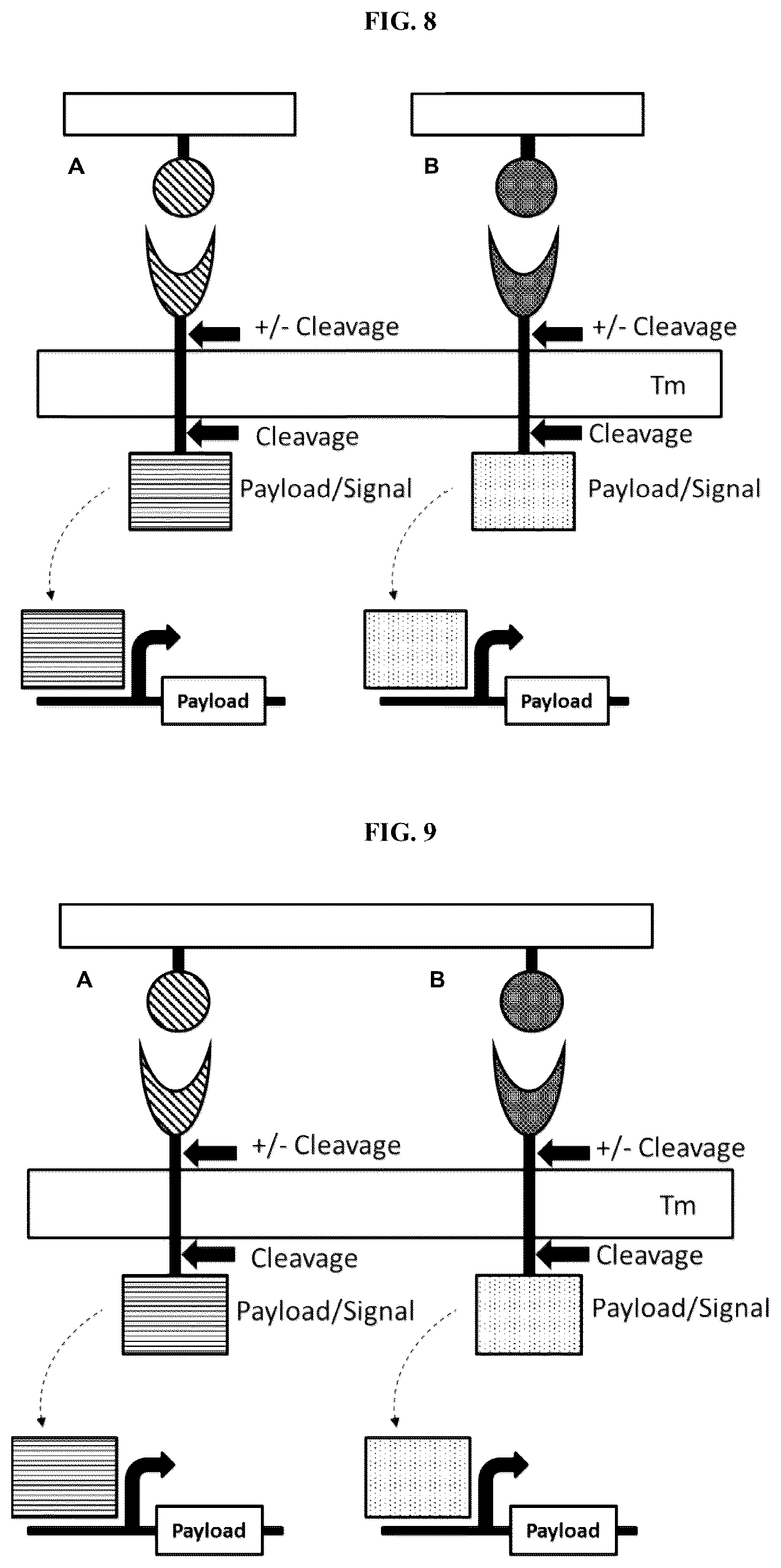 Patent US12104178 Figure 6 – DHFR tunable protein regulation