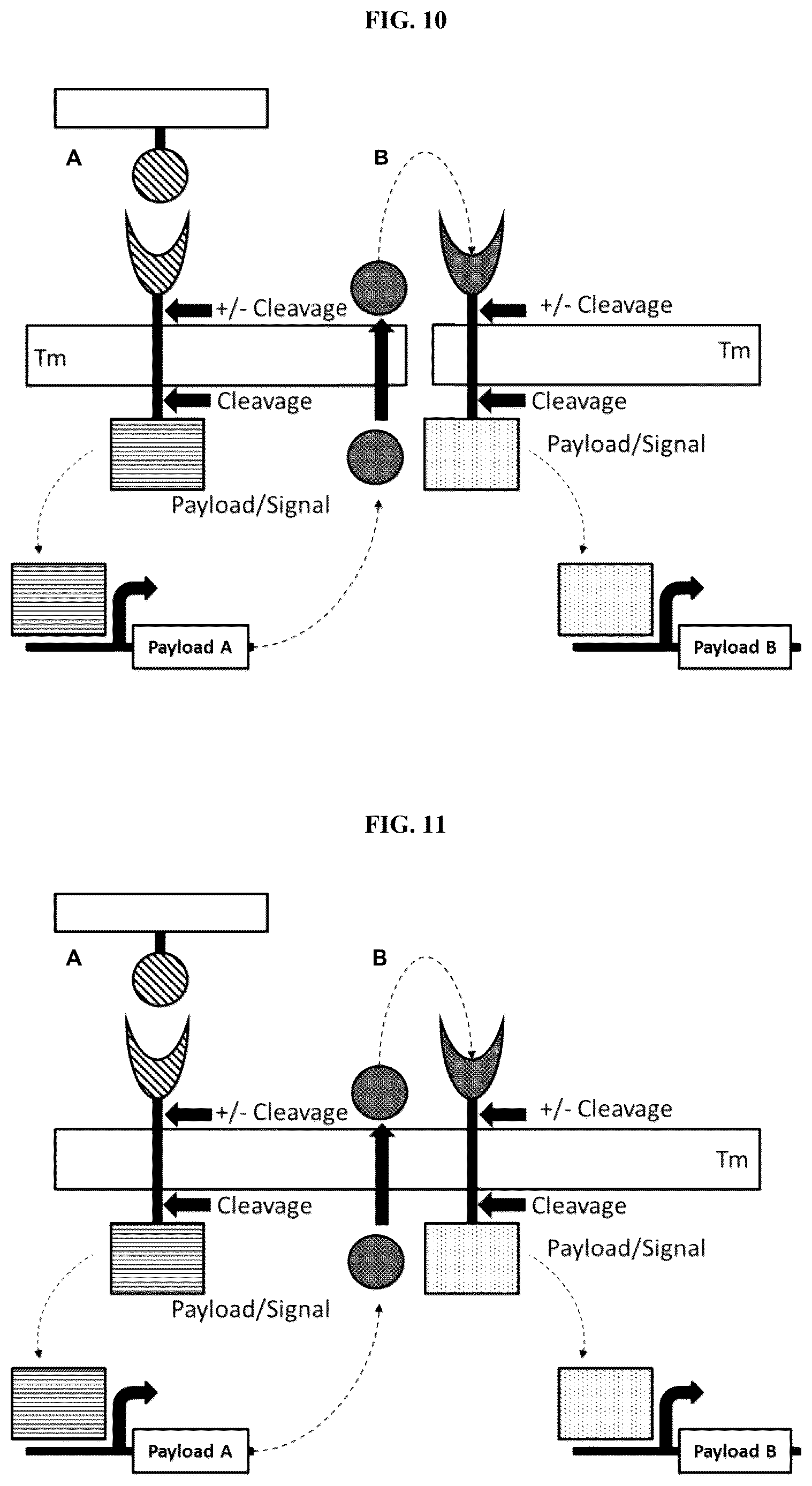 Patent US12104178 Figure 7 – DHFR tunable protein regulation