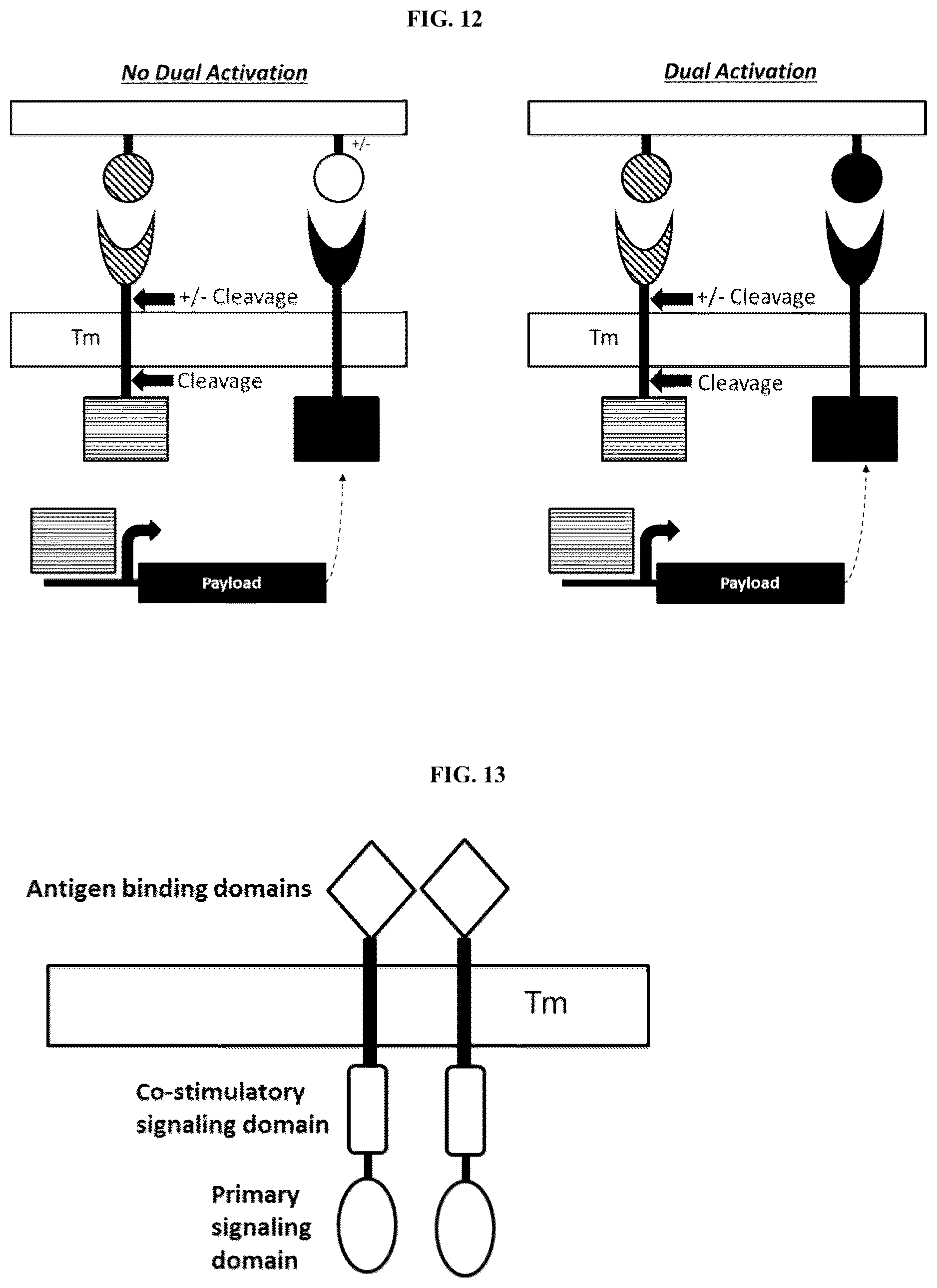 Patent US12104178 Figure 8 – DHFR tunable protein regulation