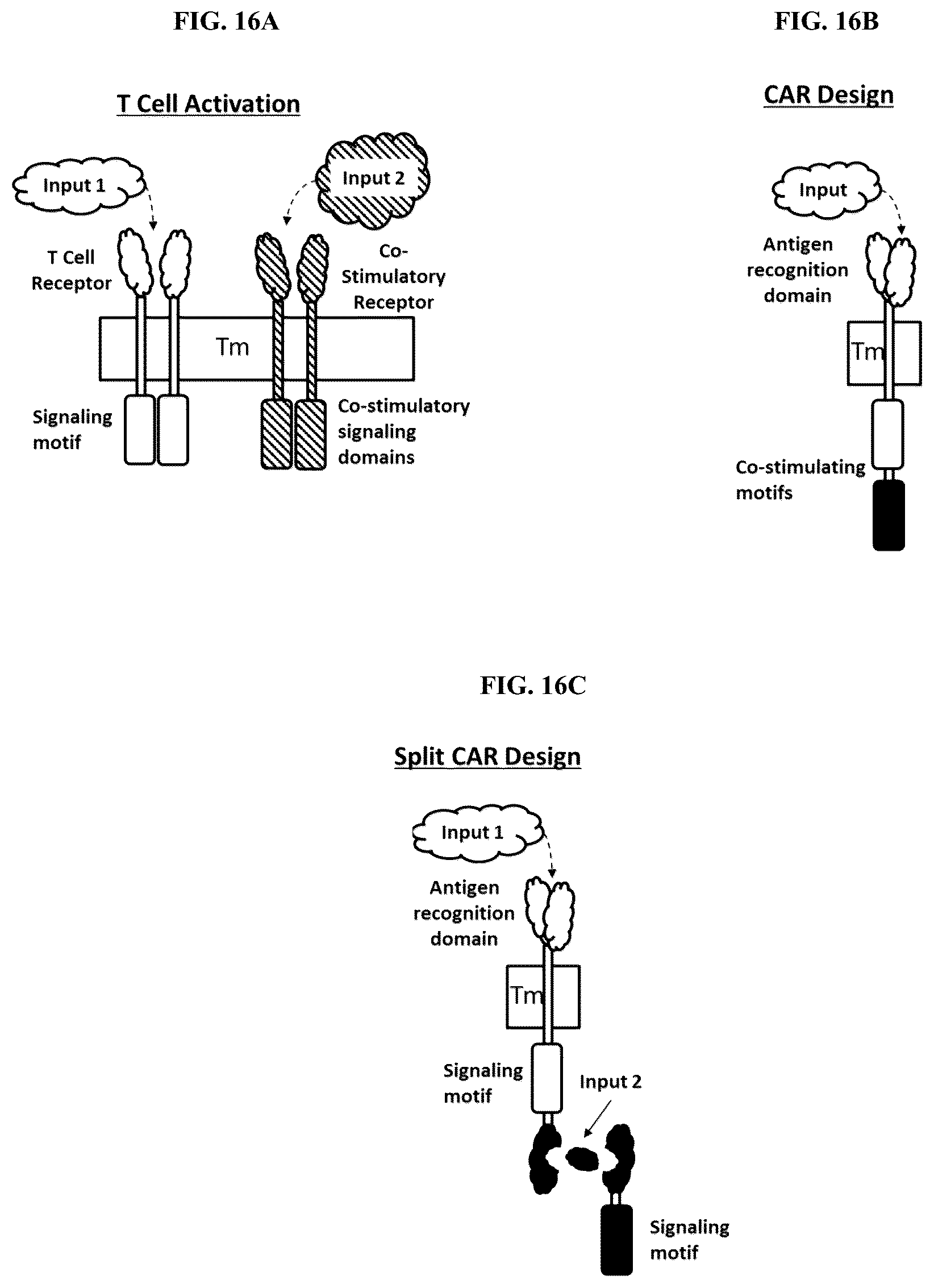 Patent US12104178 Figure 10 – DHFR tunable protein regulation