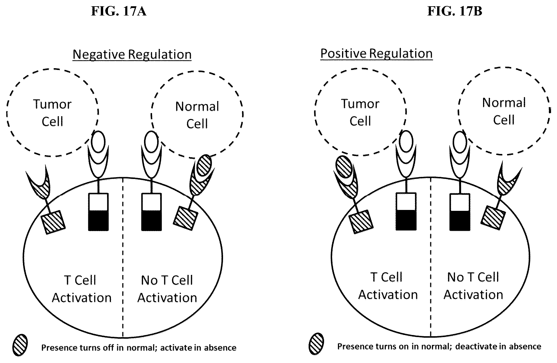 Patent US12104178 Figure 11 – DHFR tunable protein regulation