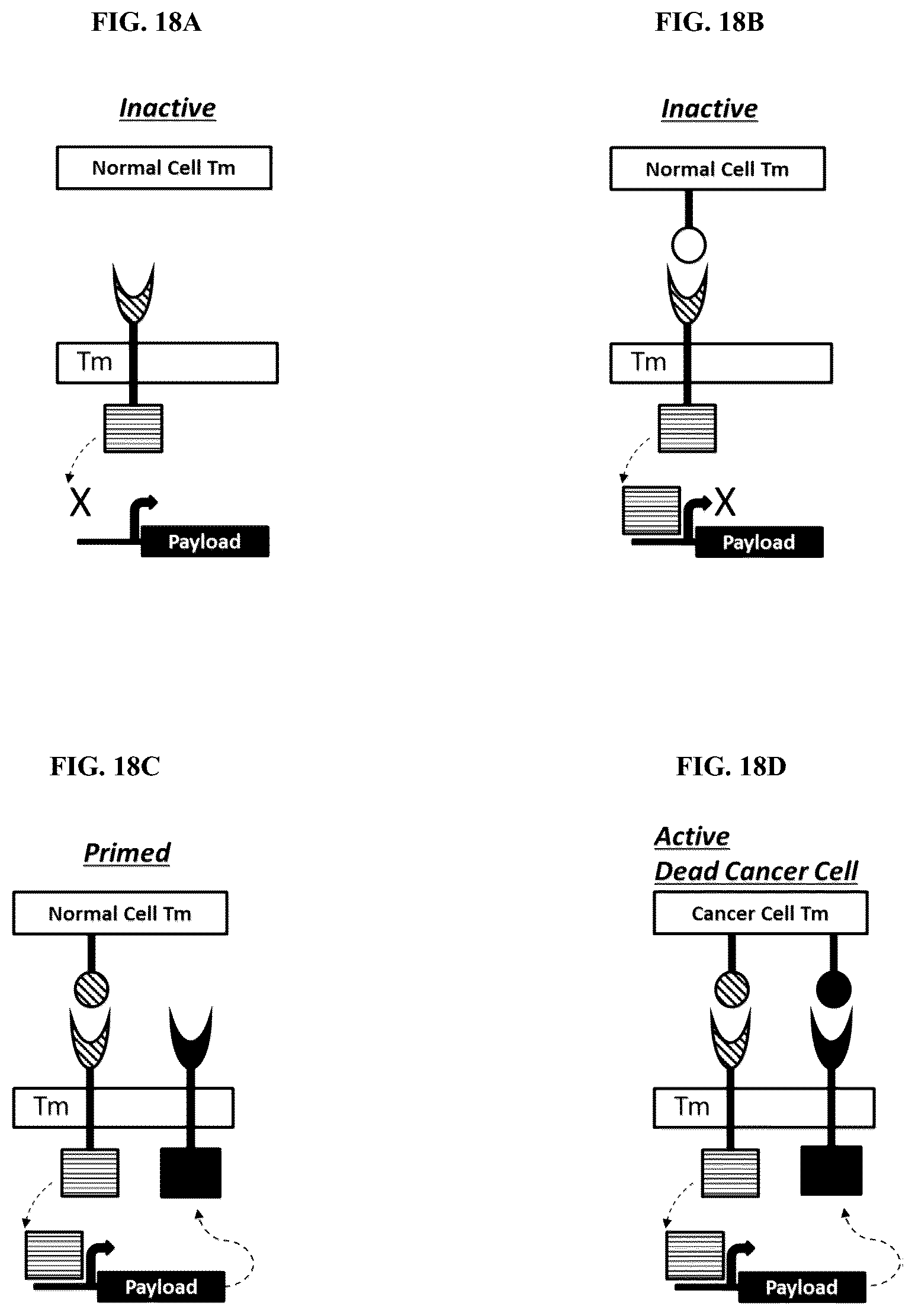 Patent US12104178 Figure 12 – DHFR tunable protein regulation
