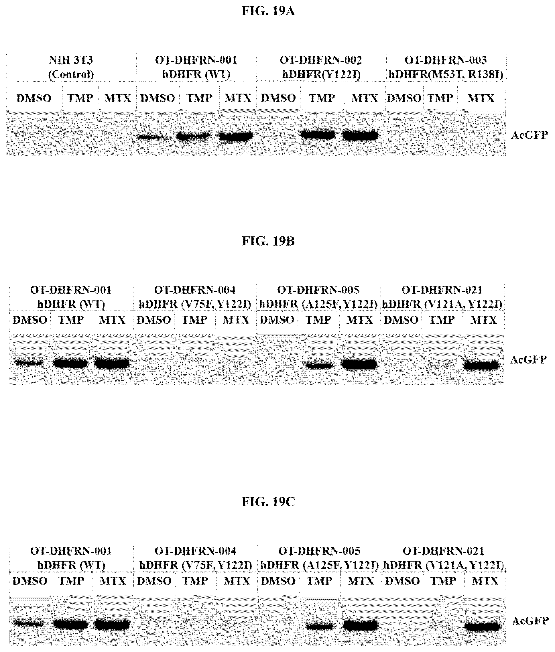 Patent US12104178 Figure 13 – DHFR tunable protein regulation