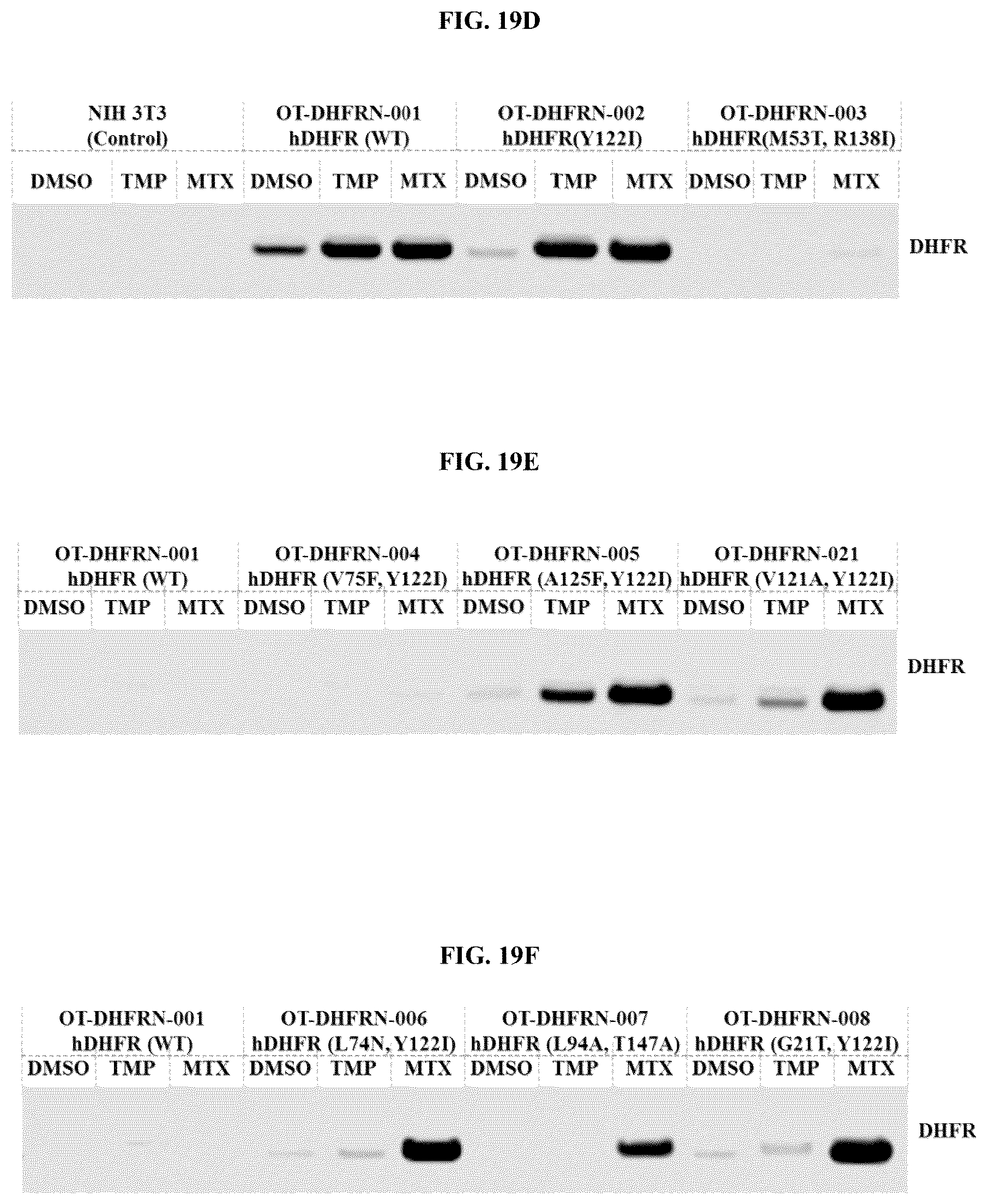 Patent US12104178 Figure 14 – DHFR tunable protein regulation