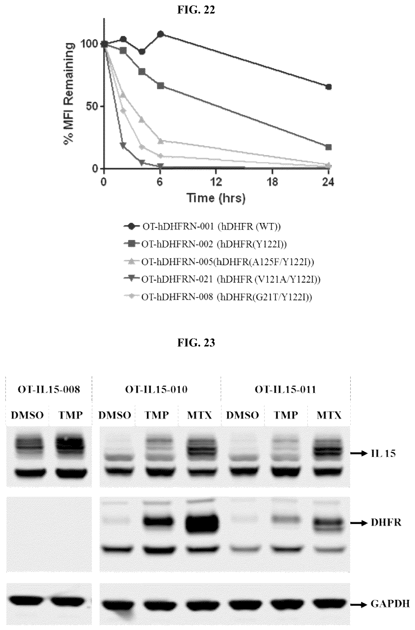 Patent US12104178 Figure 17 – DHFR tunable protein regulation