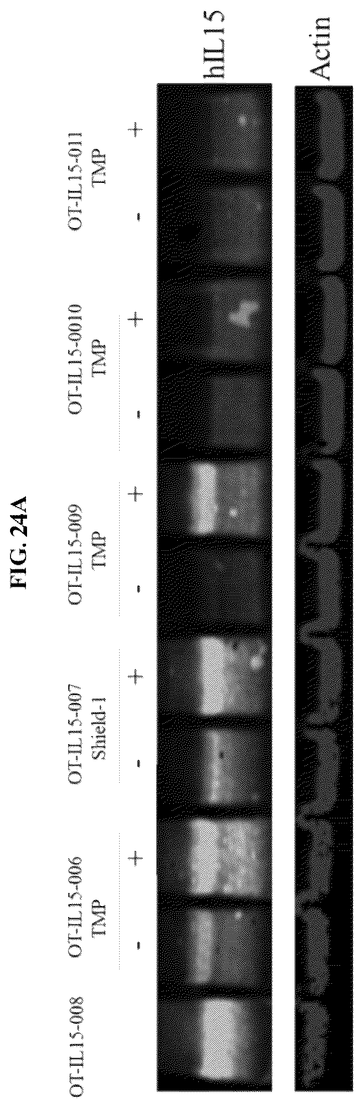 Patent US12104178 Figure 18 – DHFR tunable protein regulation