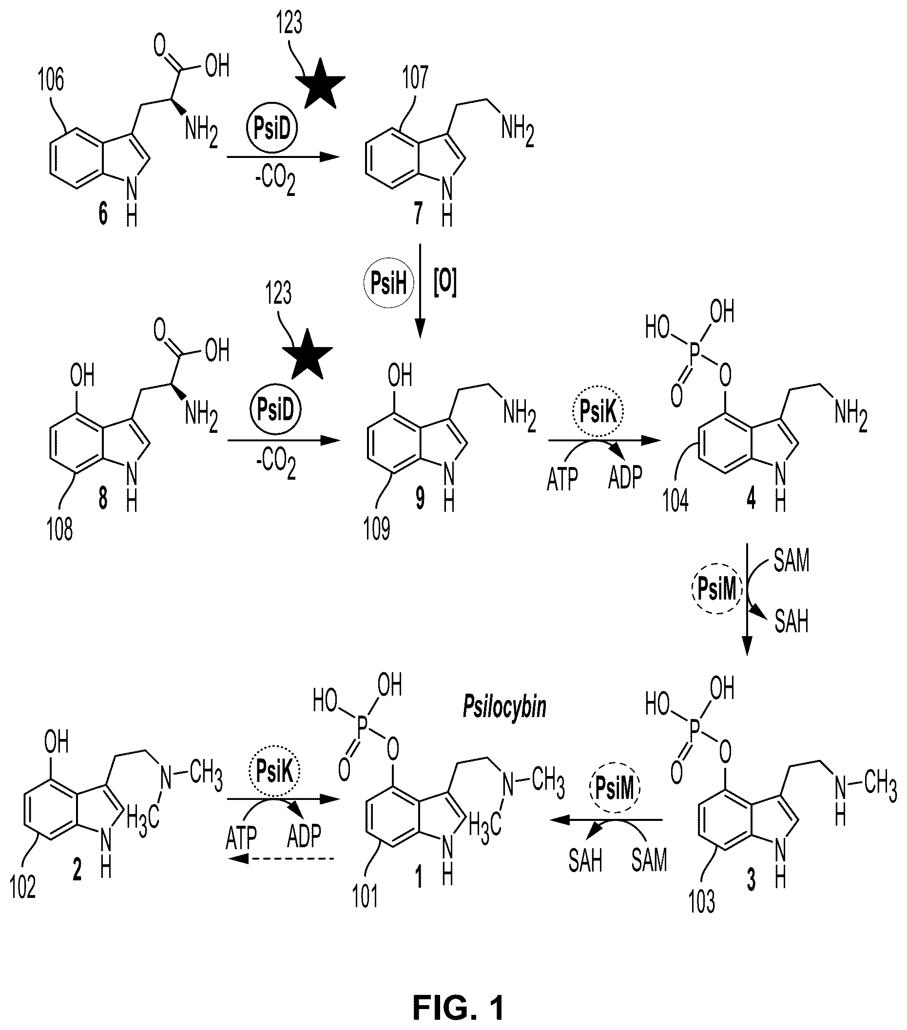 Patent US12104179 — Genetically modified organisms for producing psychotropic alkaloids — Figure 1