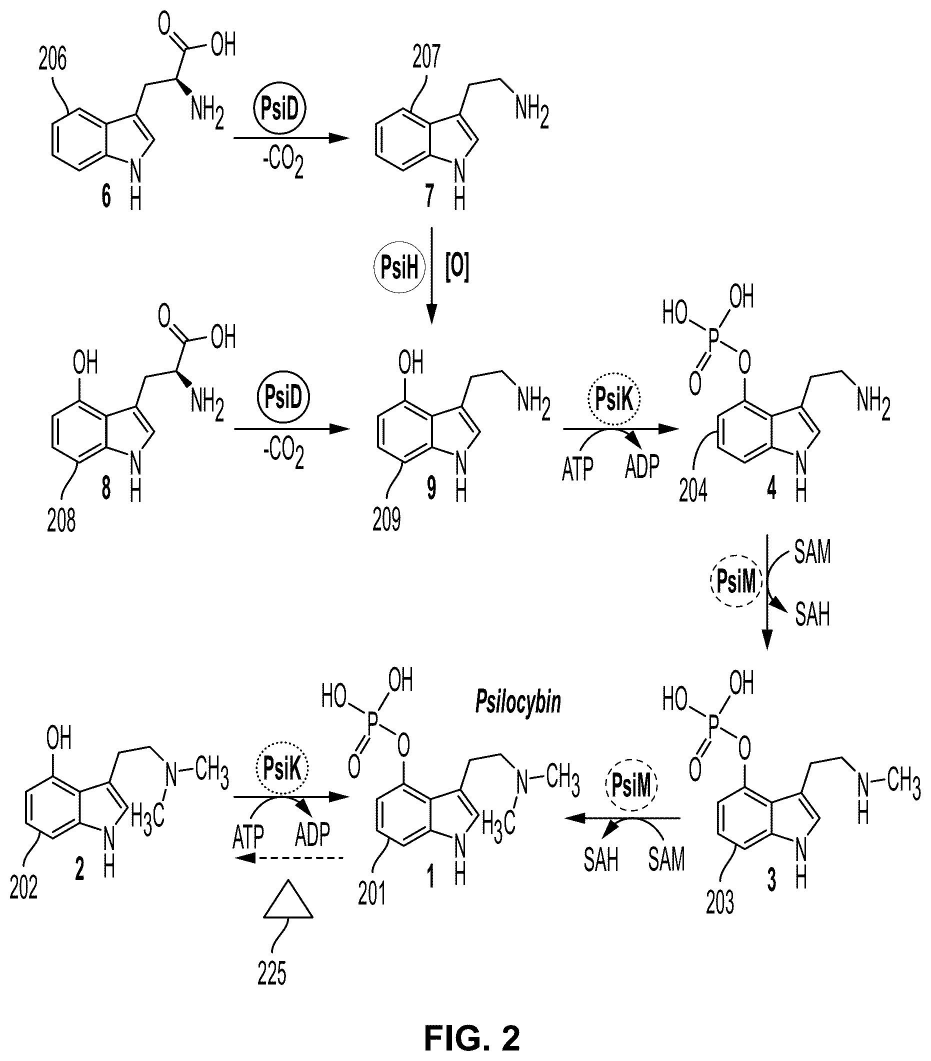 Patent US12104179 Figure 2 – Genetically modified organisms for producing psychotropic alkaloids