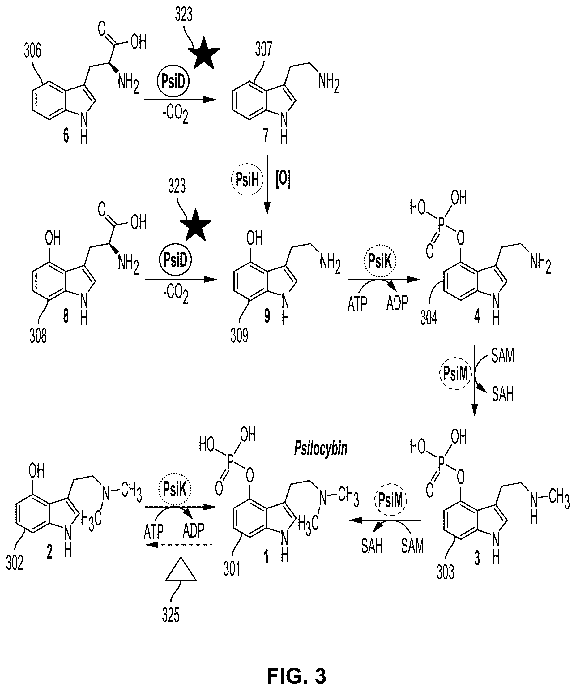 Patent US12104179 Figure 3 – Genetically modified organisms for producing psychotropic alkaloids