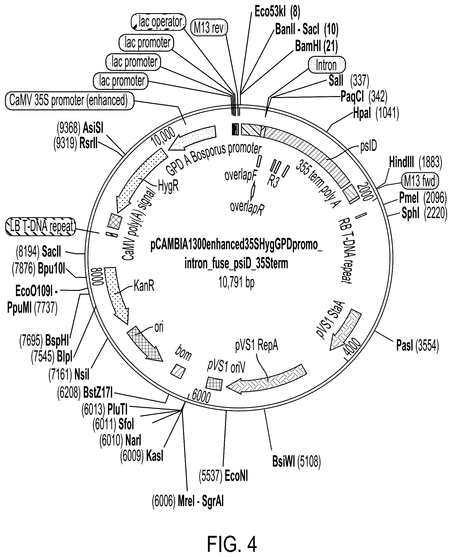 Patent US12104179 Figure 4 – Genetically modified organisms for producing psychotropic alkaloids