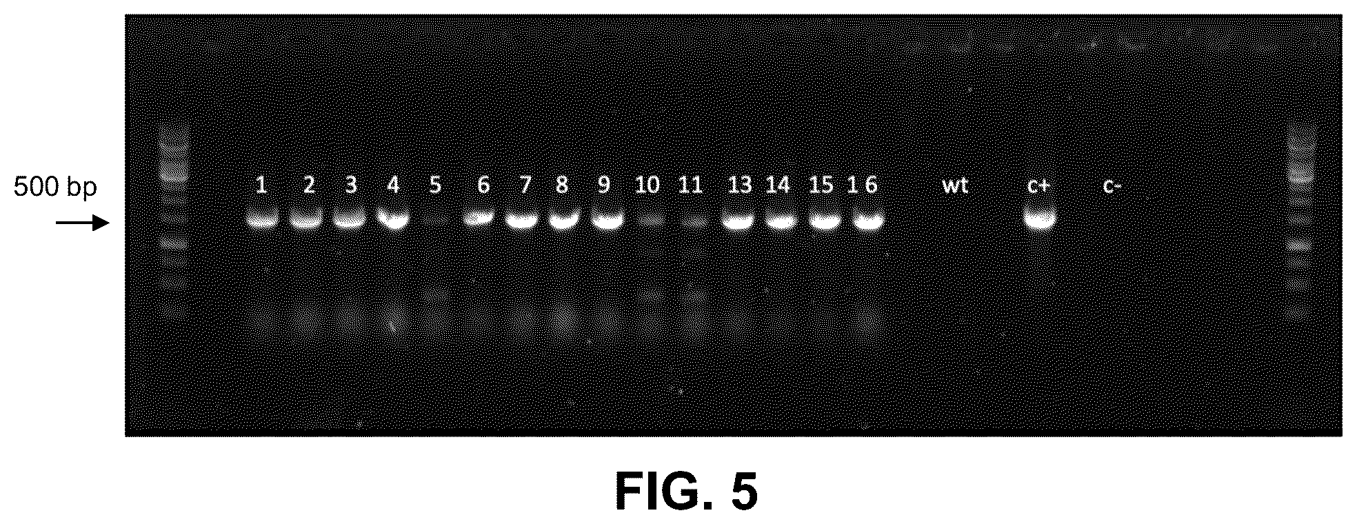 Patent US12104179 Figure 5 – Genetically modified organisms for producing psychotropic alkaloids