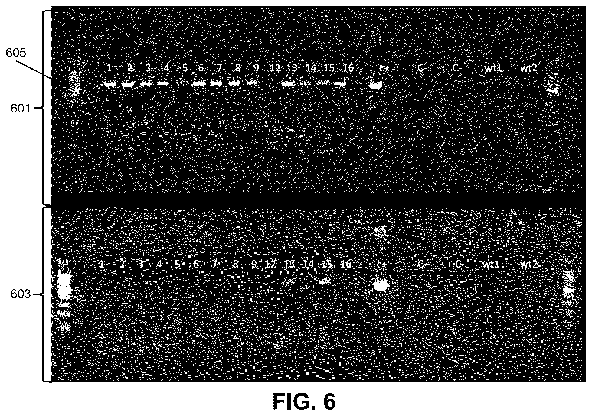 Patent US12104179 Figure 6 – Genetically modified organisms for producing psychotropic alkaloids