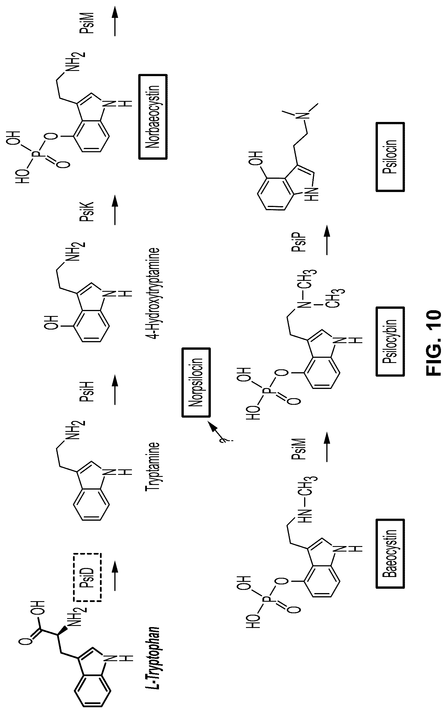 Patent US12104179 Figure 10 – Genetically modified organisms for producing psychotropic alkaloids