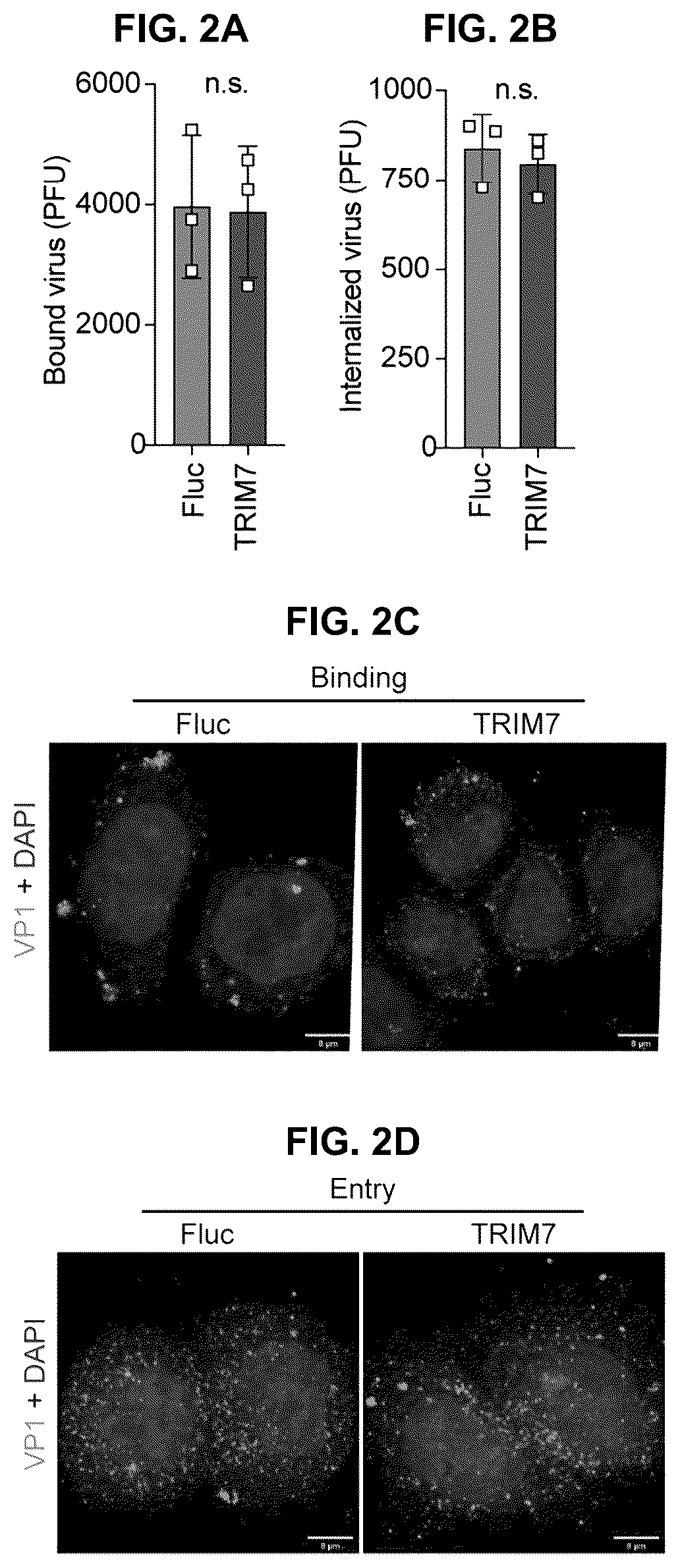 Patent US12104181 Figure 3 – Compositions and methods for treating viral infections targeting TRIM7