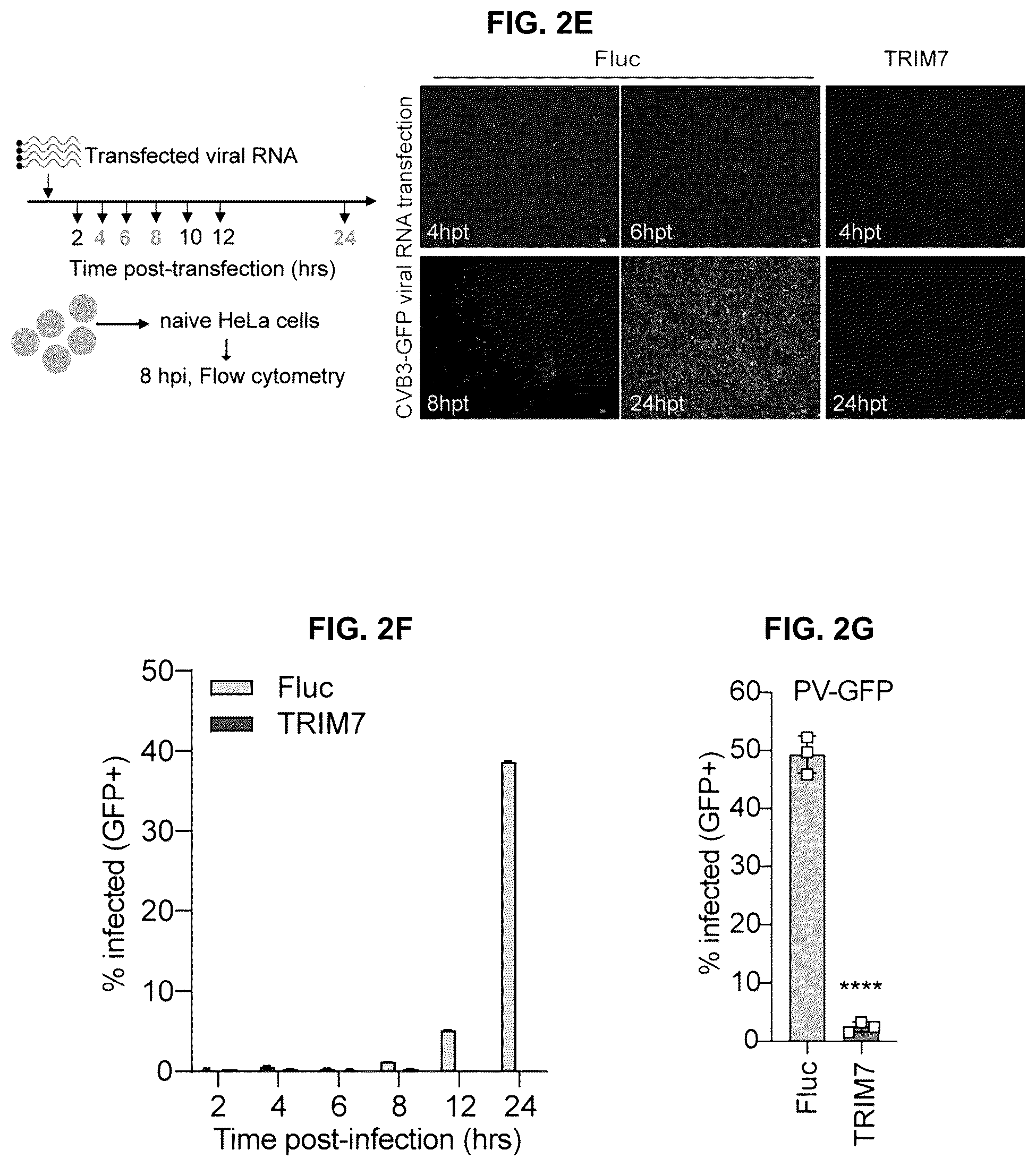Patent US12104181 Figure 4 – Compositions and methods for treating viral infections targeting TRIM7