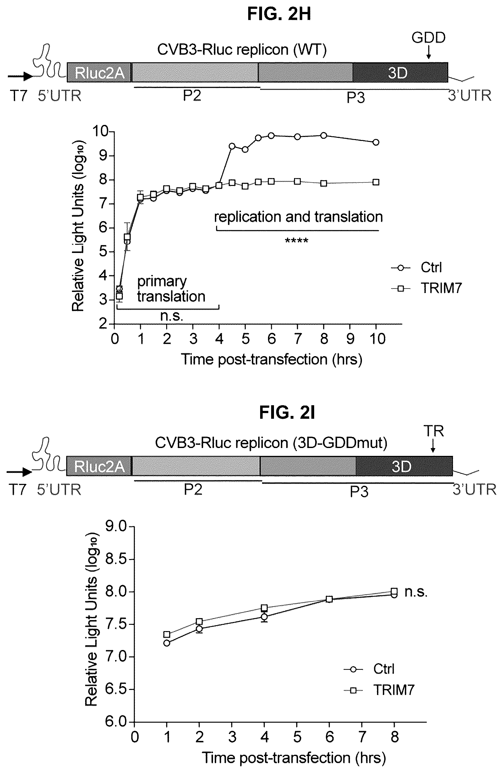 Patent US12104181 Figure 5 – Compositions and methods for treating viral infections targeting TRIM7