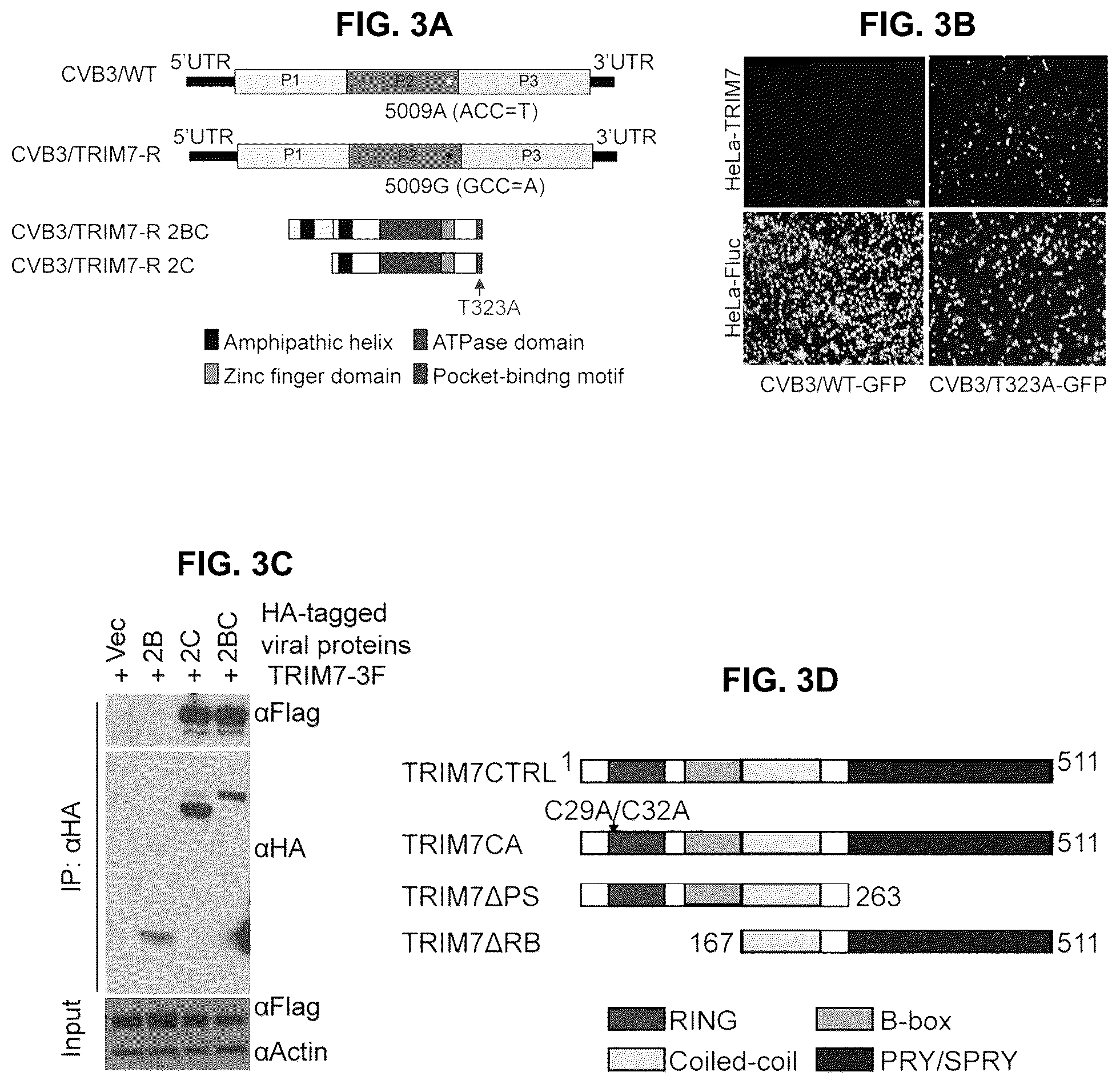 Patent US12104181 Figure 7 – Compositions and methods for treating viral infections targeting TRIM7