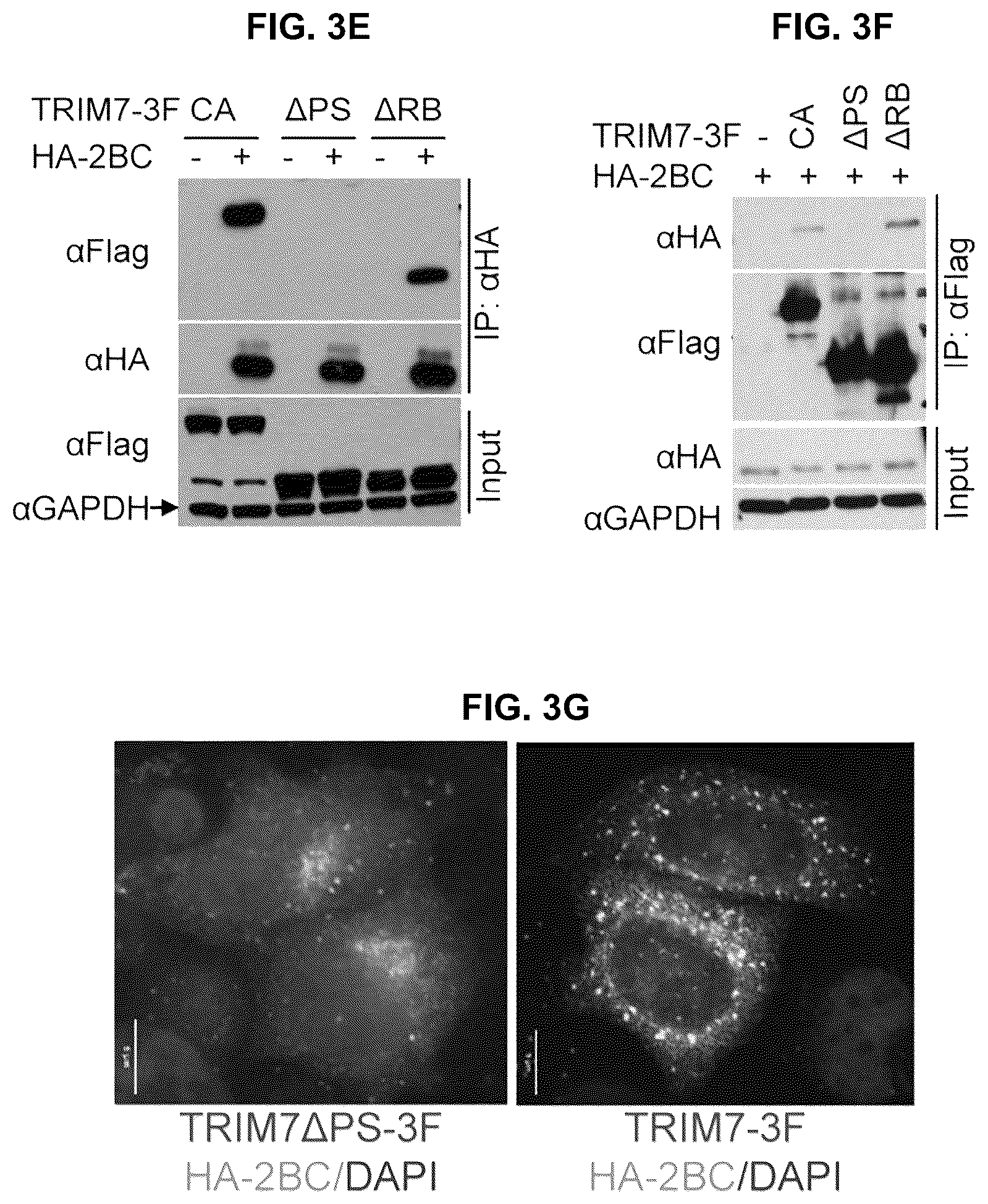 Patent US12104181 Figure 8 – Compositions and methods for treating viral infections targeting TRIM7
