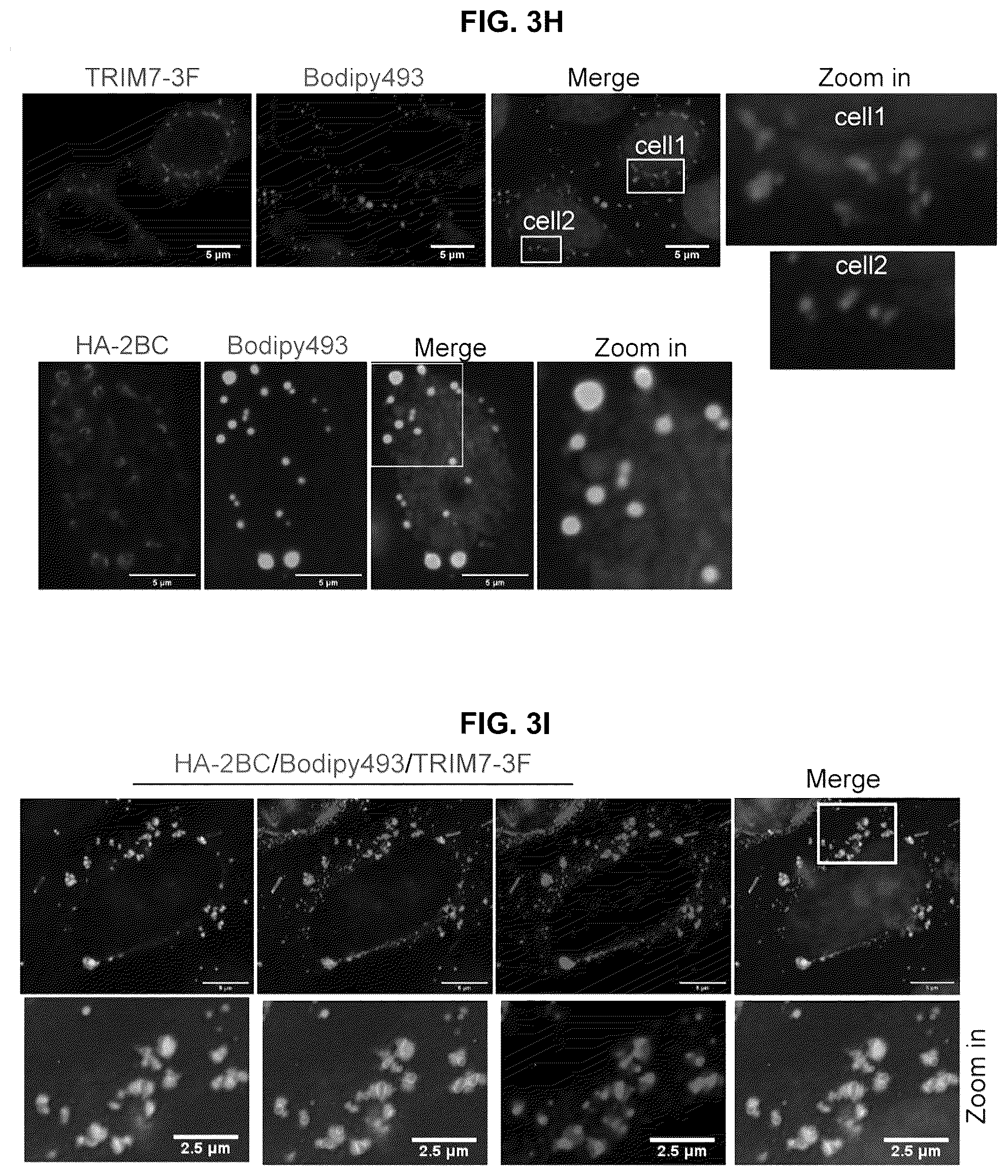 Patent US12104181 Figure 9 – Compositions and methods for treating viral infections targeting TRIM7