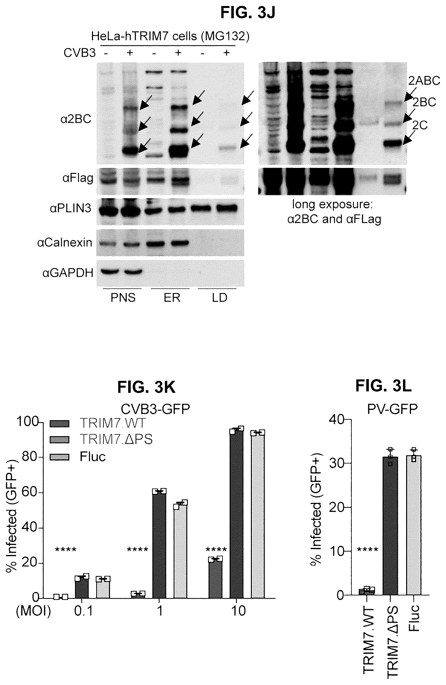 Patent US12104181 Figure 10 – Compositions and methods for treating viral infections targeting TRIM7