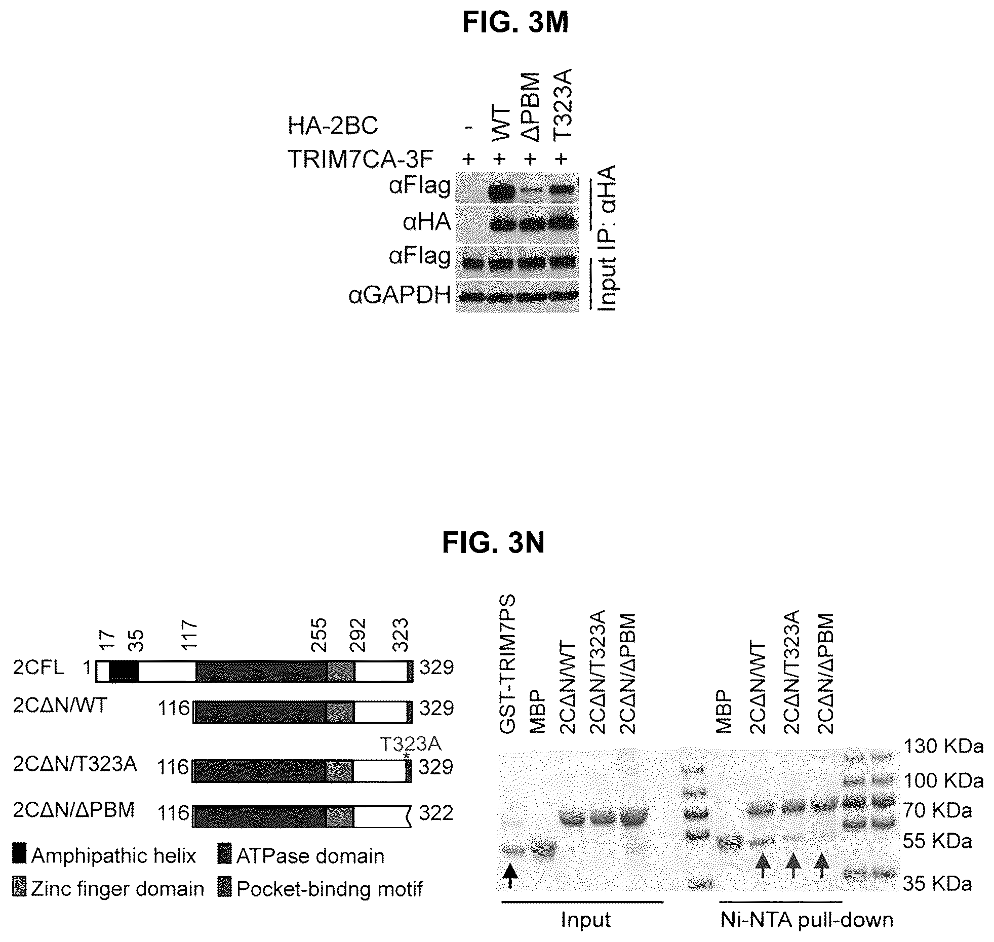 Patent US12104181 Figure 11 – Compositions and methods for treating viral infections targeting TRIM7