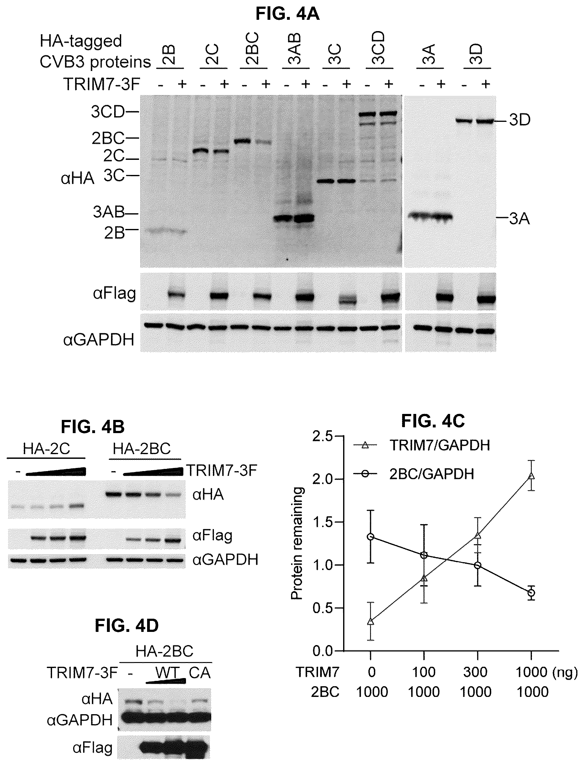 Patent US12104181 Figure 12 – Compositions and methods for treating viral infections targeting TRIM7