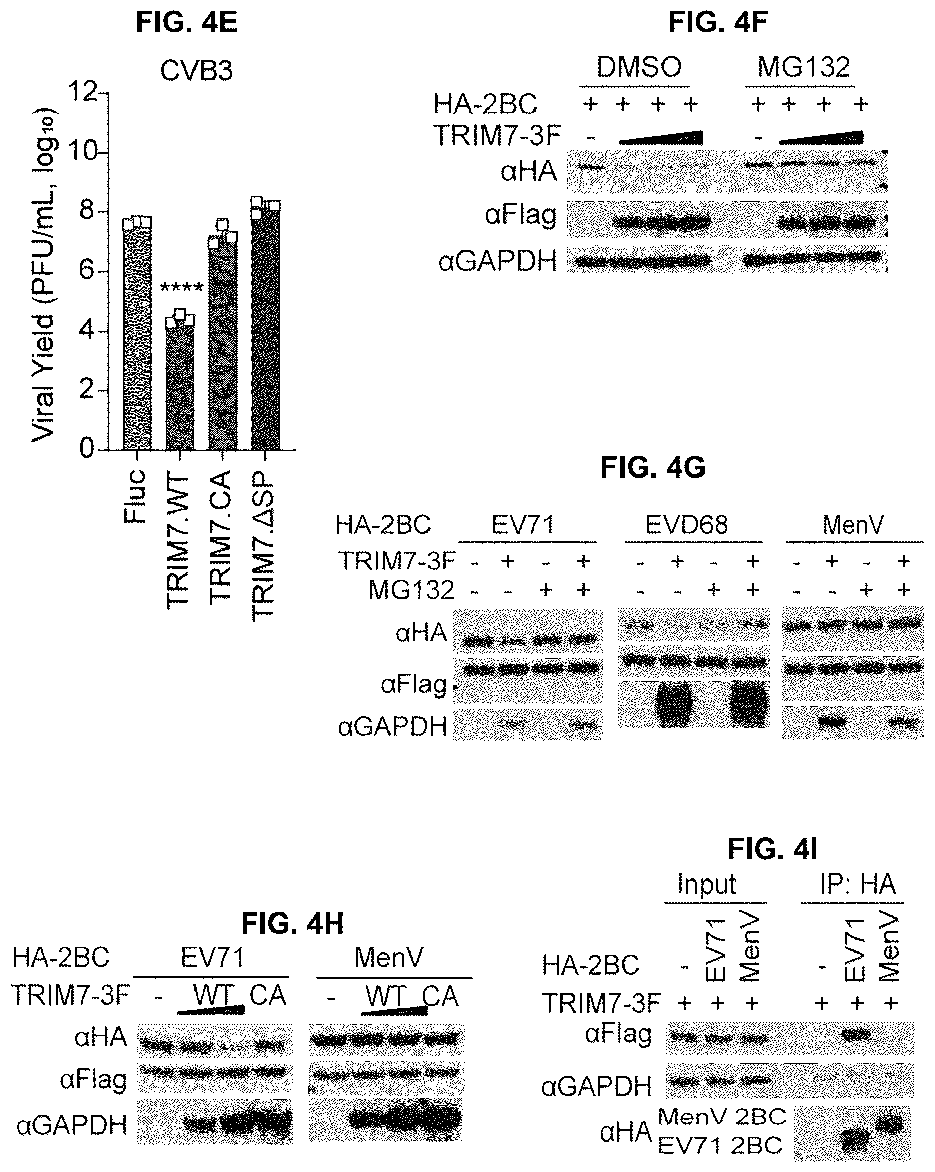 Patent US12104181 Figure 13 – Compositions and methods for treating viral infections targeting TRIM7