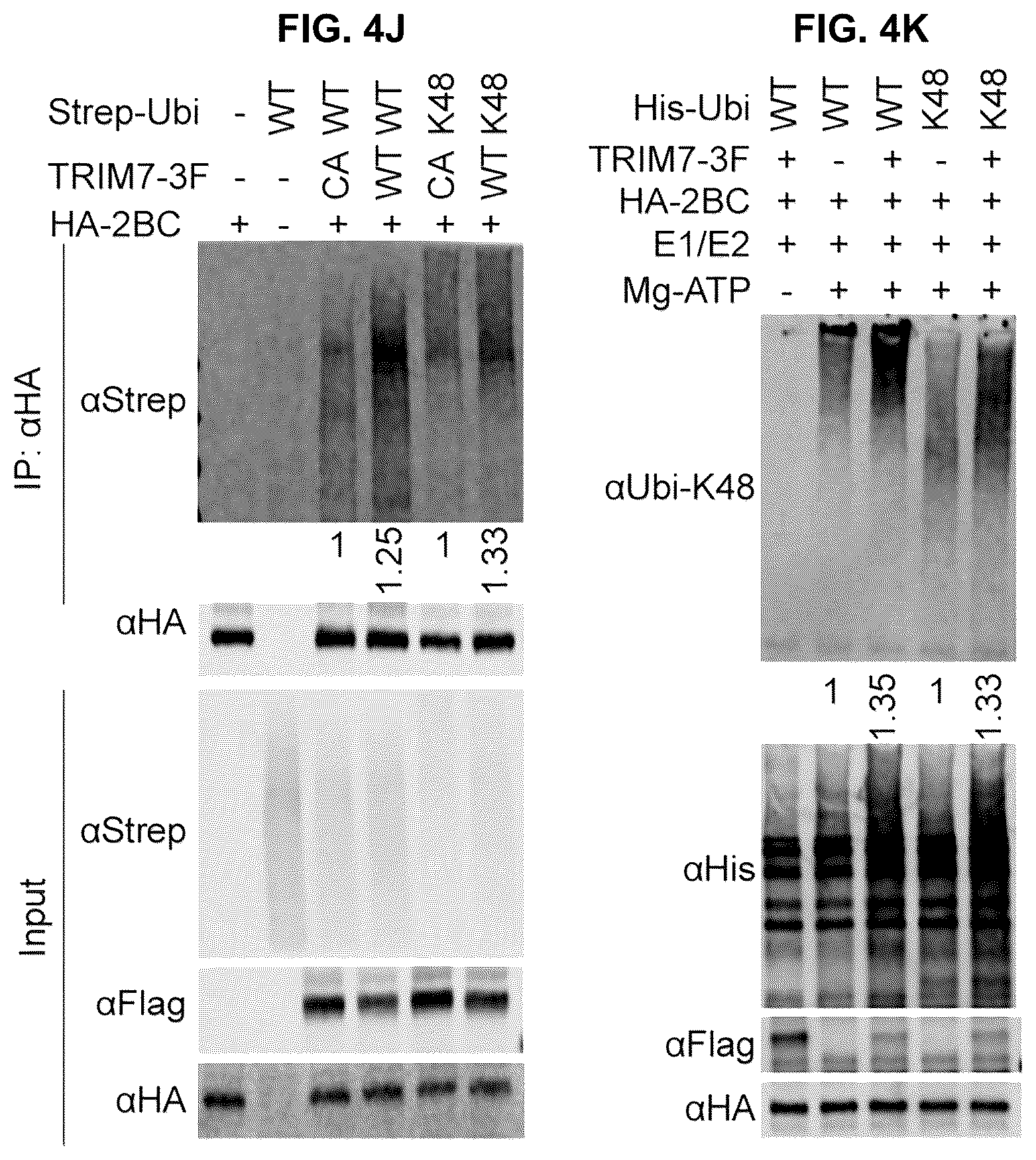 Patent US12104181 Figure 14 – Compositions and methods for treating viral infections targeting TRIM7