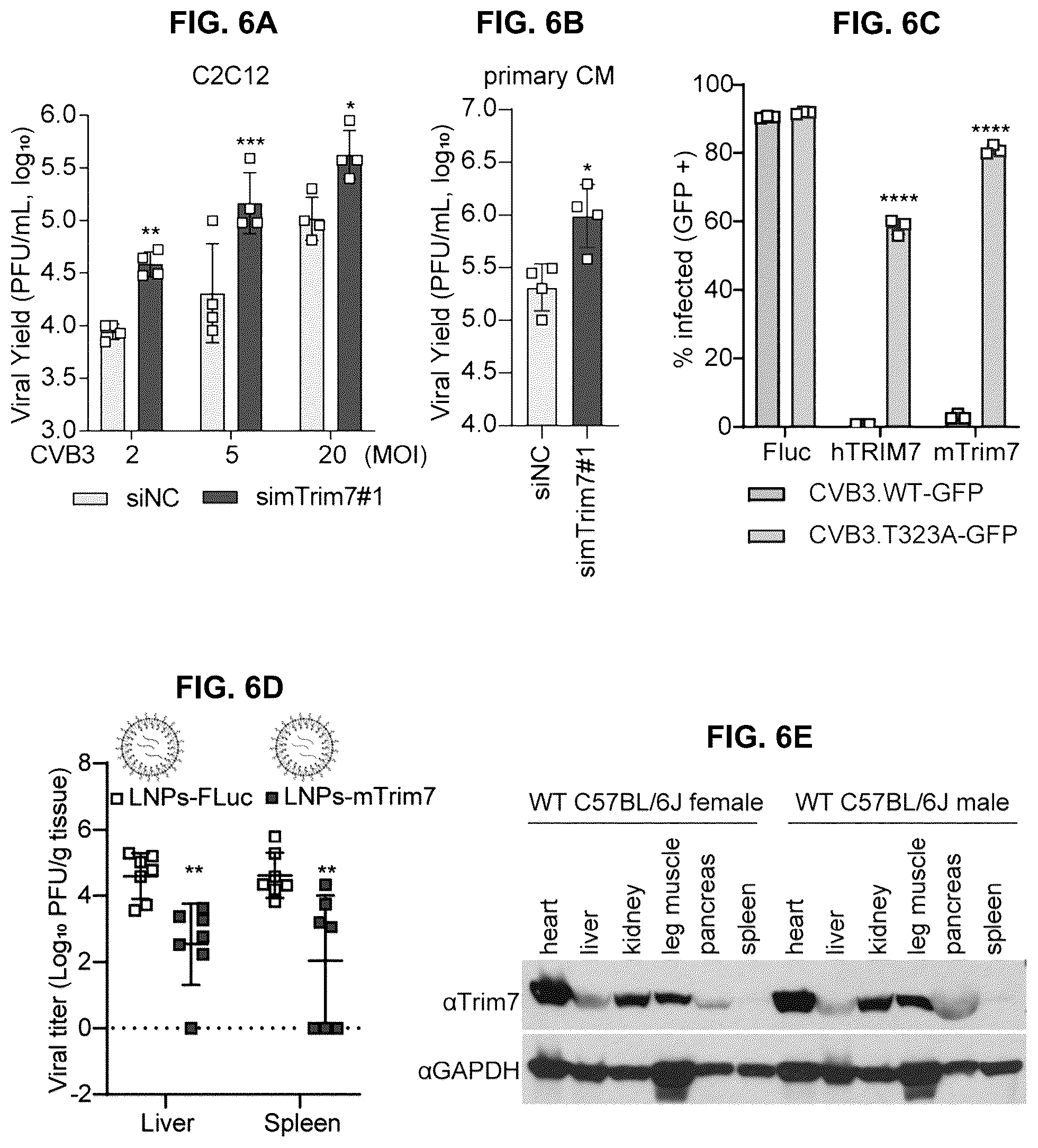 Patent US12104181 Figure 18 – Compositions and methods for treating viral infections targeting TRIM7