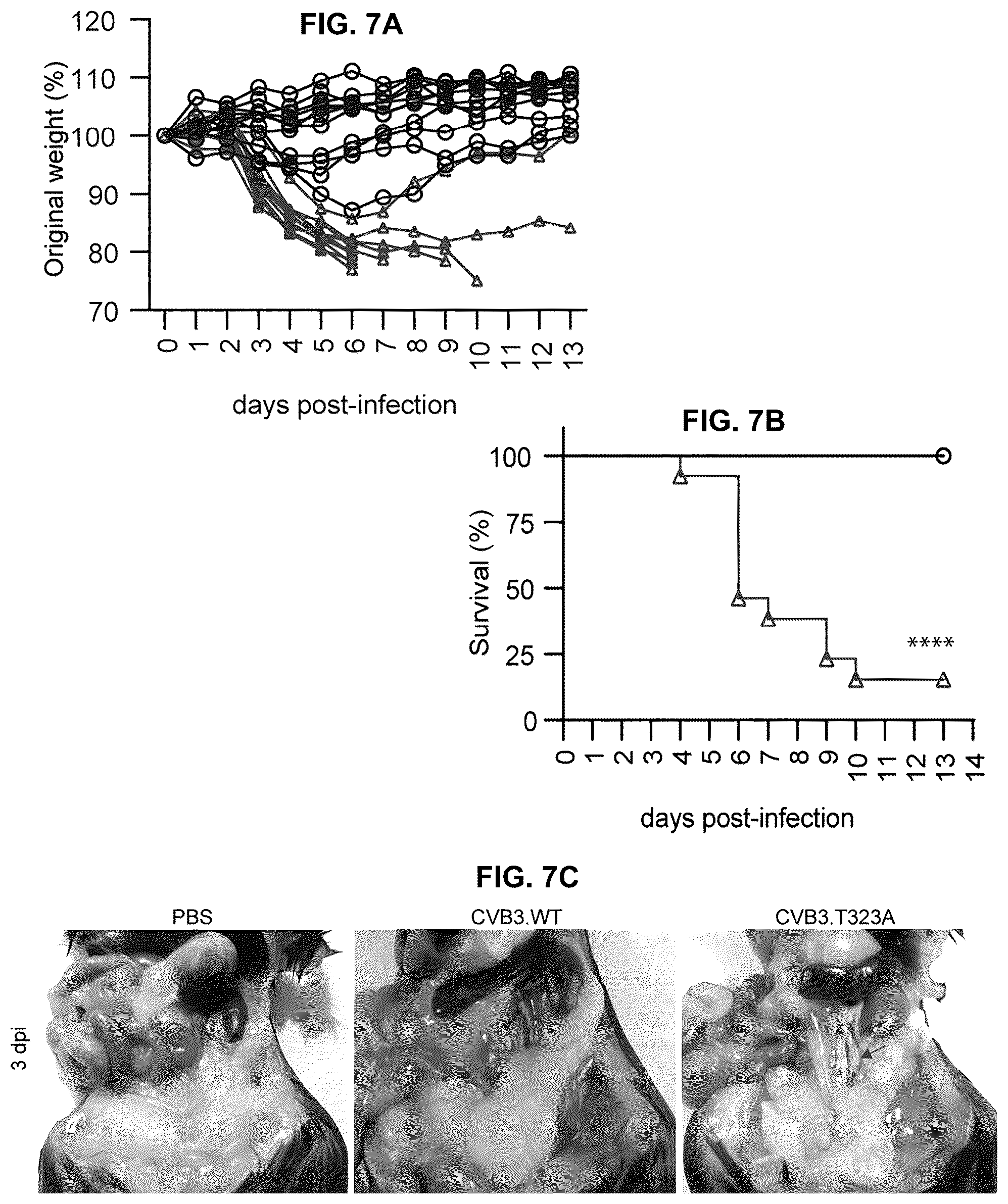 Patent US12104181 Figure 20 – Compositions and methods for treating viral infections targeting TRIM7
