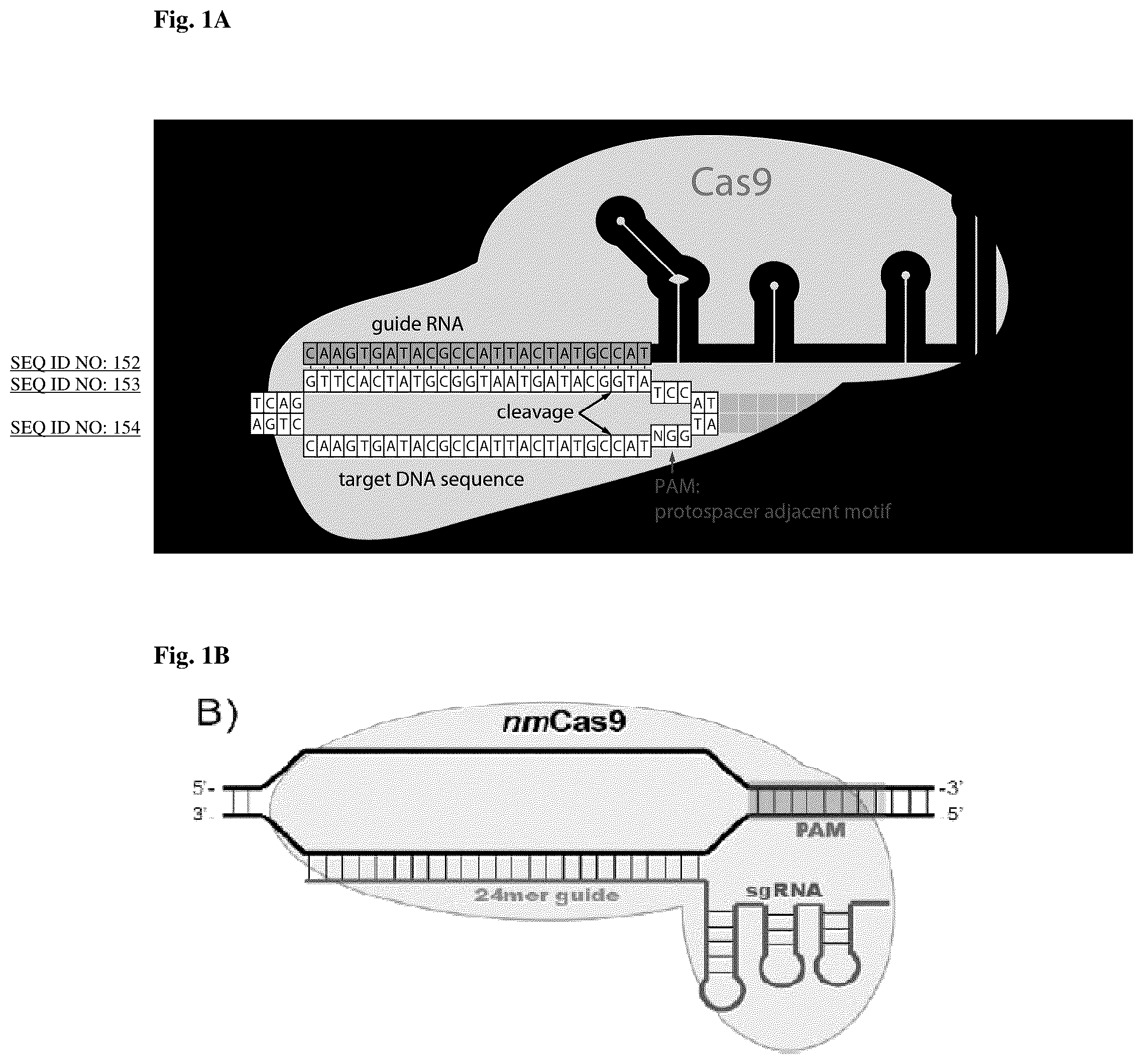 Patent US12104183 Figure 1 – DNase H activity of Neisseria meningitidis Cas9