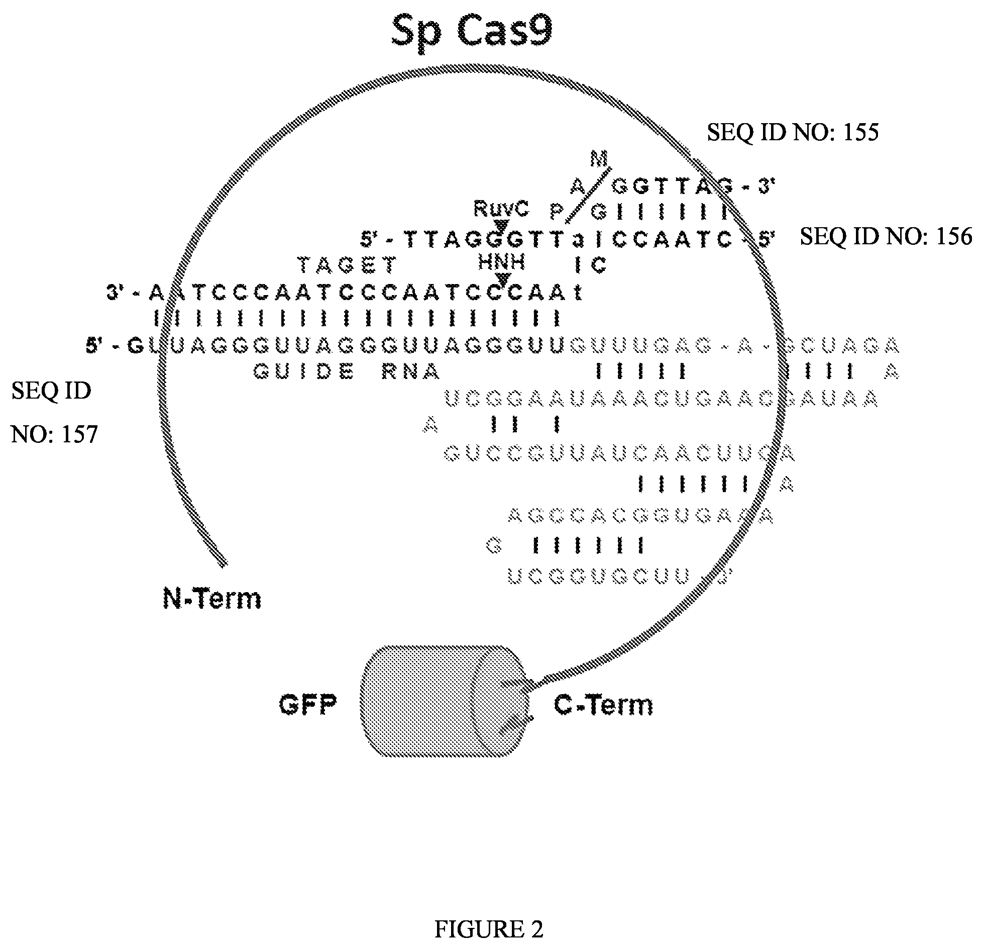 Patent US12104183 Figure 2 – DNase H activity of Neisseria meningitidis Cas9