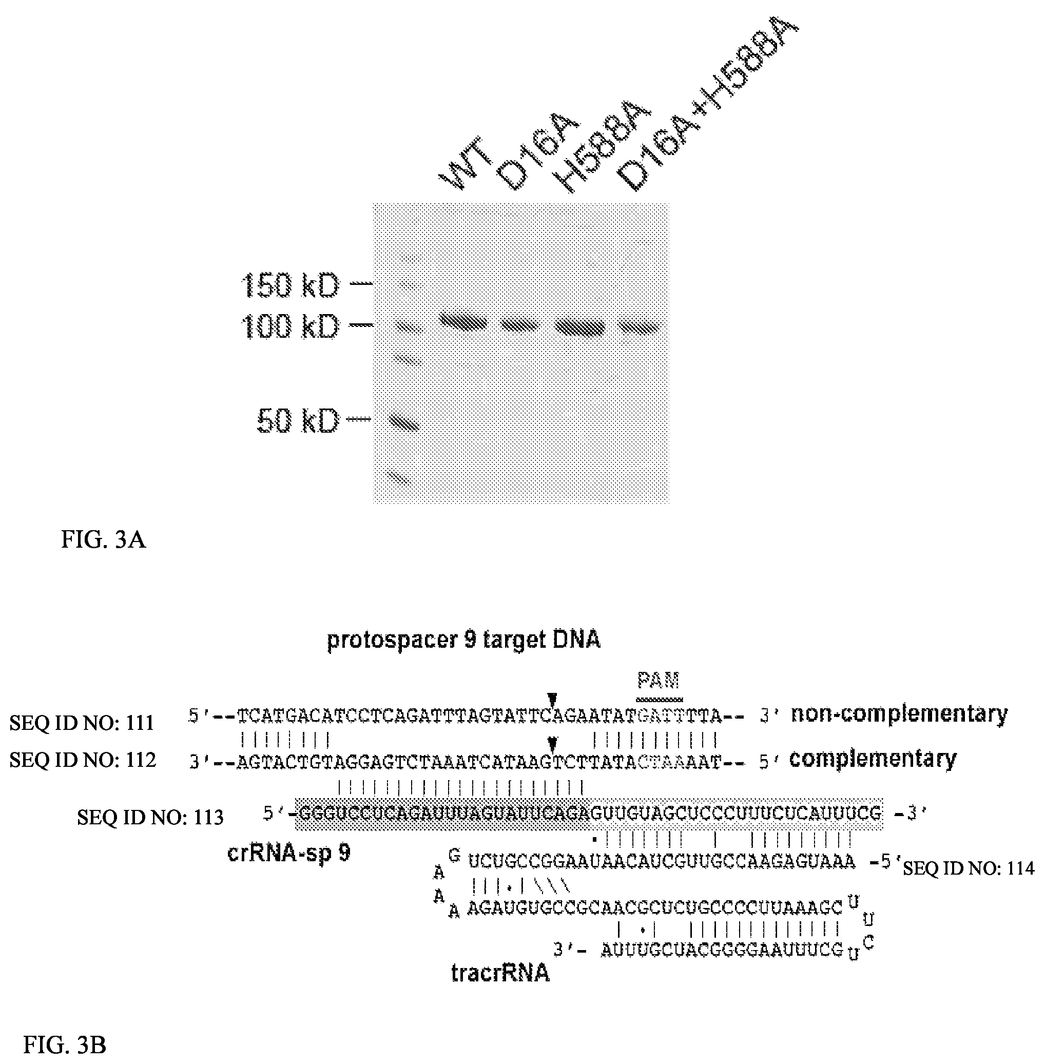 Patent US12104183 Figure 3 – DNase H activity of Neisseria meningitidis Cas9