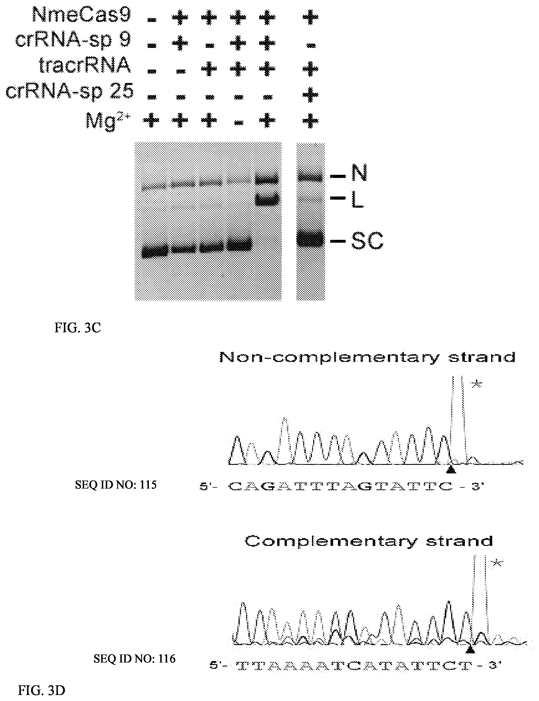 Patent US12104183 Figure 4 – DNase H activity of Neisseria meningitidis Cas9