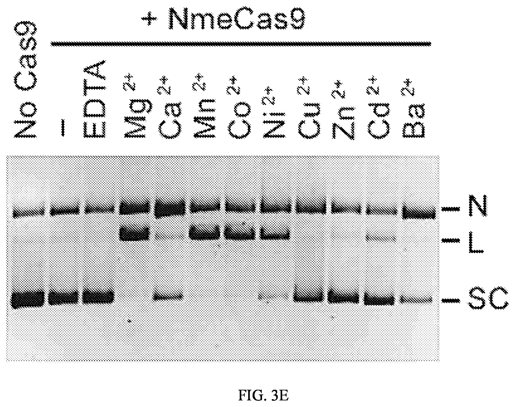 Patent US12104183 Figure 5 – DNase H activity of Neisseria meningitidis Cas9