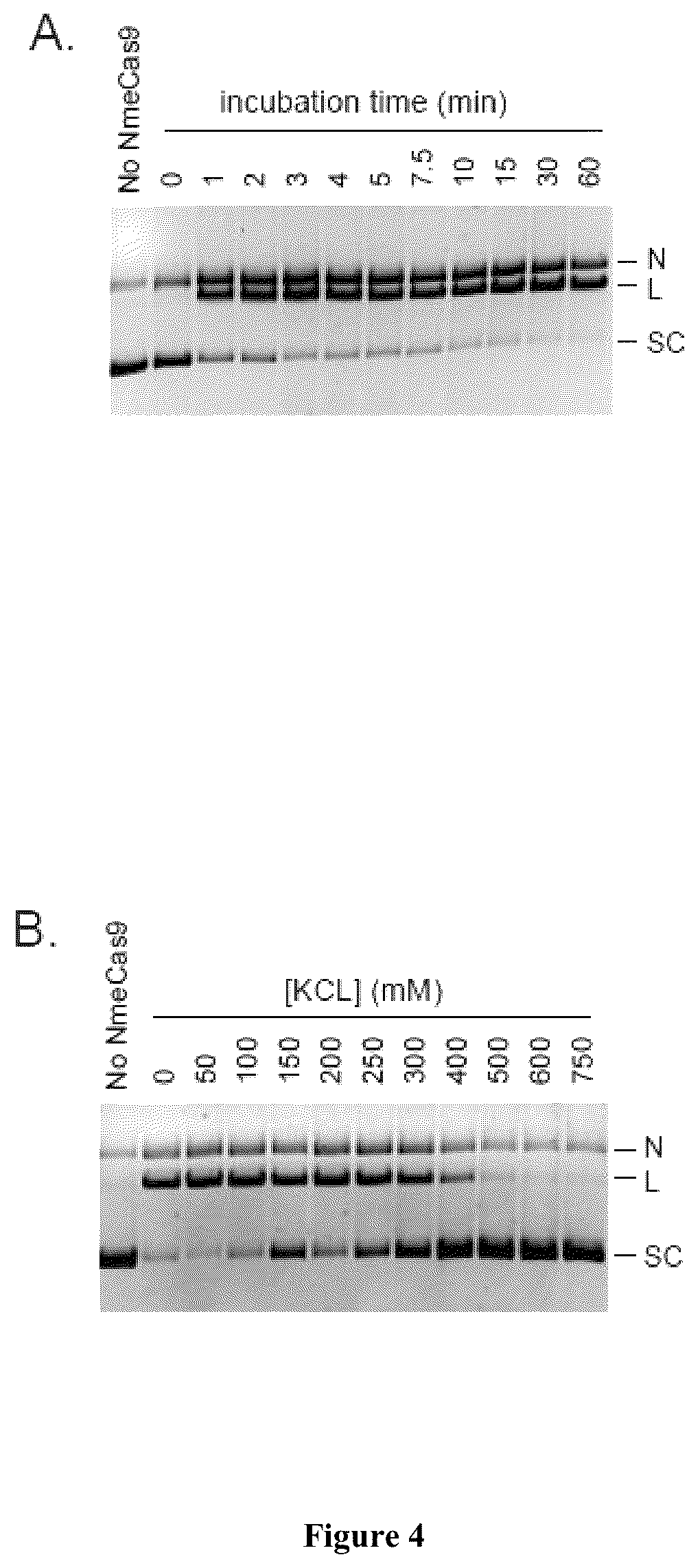 Patent US12104183 Figure 6 – DNase H activity of Neisseria meningitidis Cas9