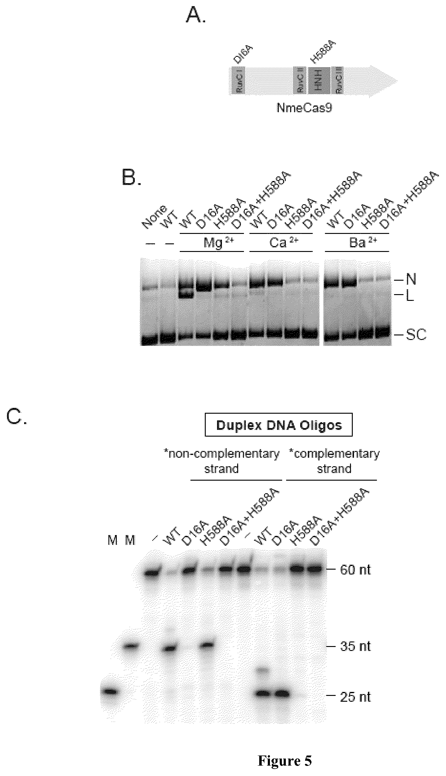Patent US12104183 Figure 7 – DNase H activity of Neisseria meningitidis Cas9