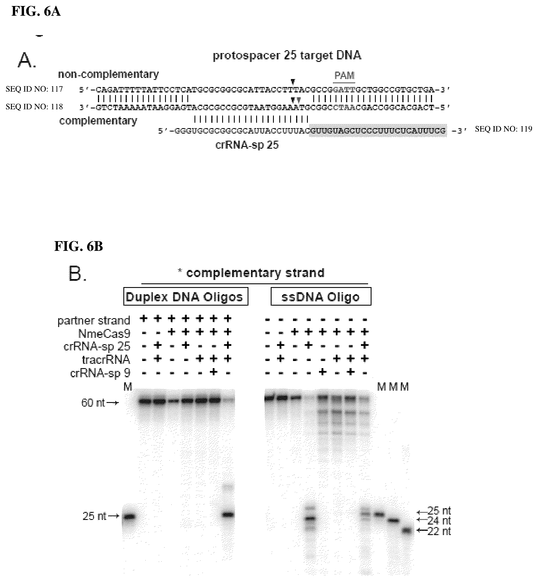 Patent US12104183 Figure 8 – DNase H activity of Neisseria meningitidis Cas9