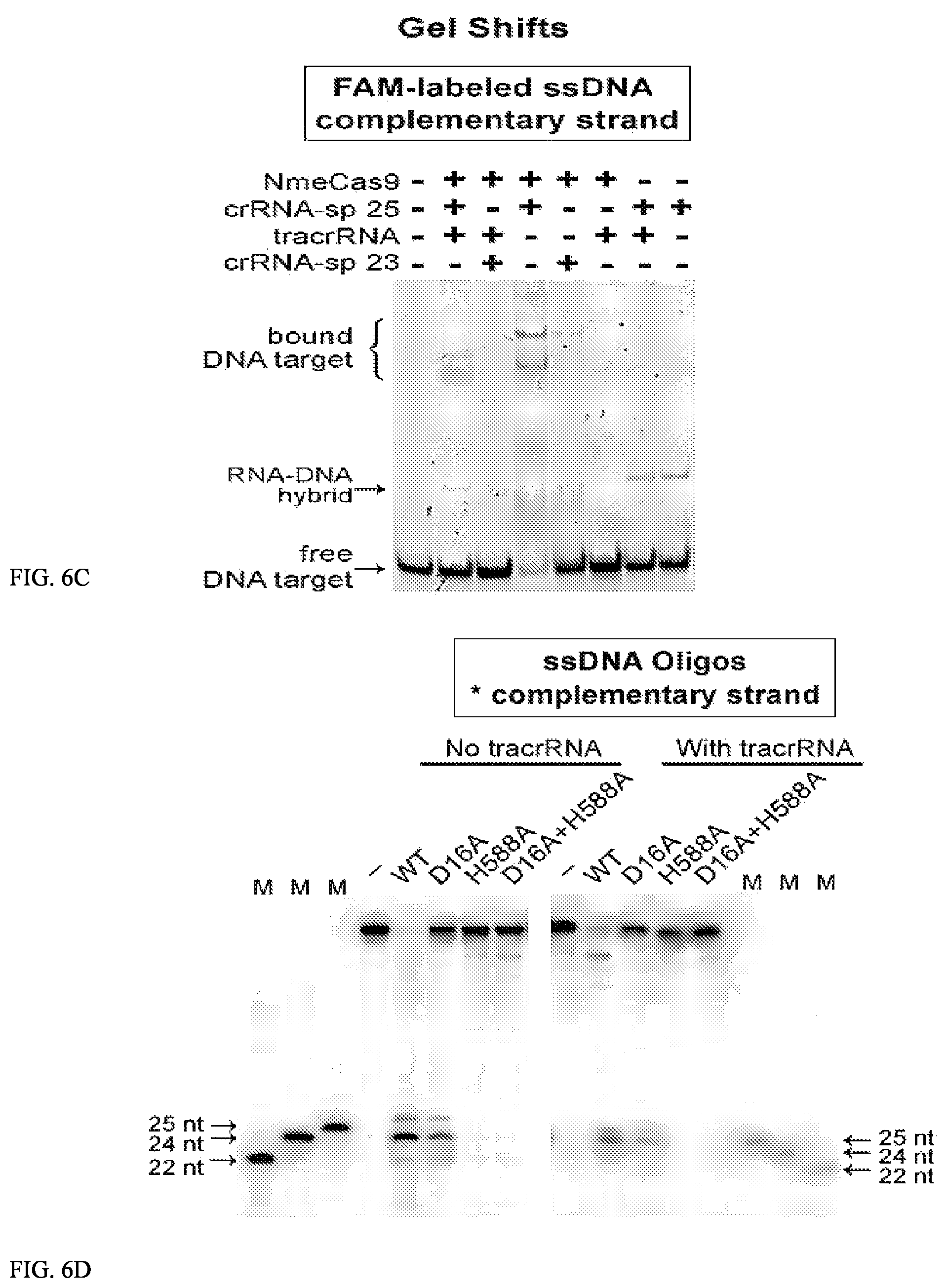 Patent US12104183 Figure 9 – DNase H activity of Neisseria meningitidis Cas9