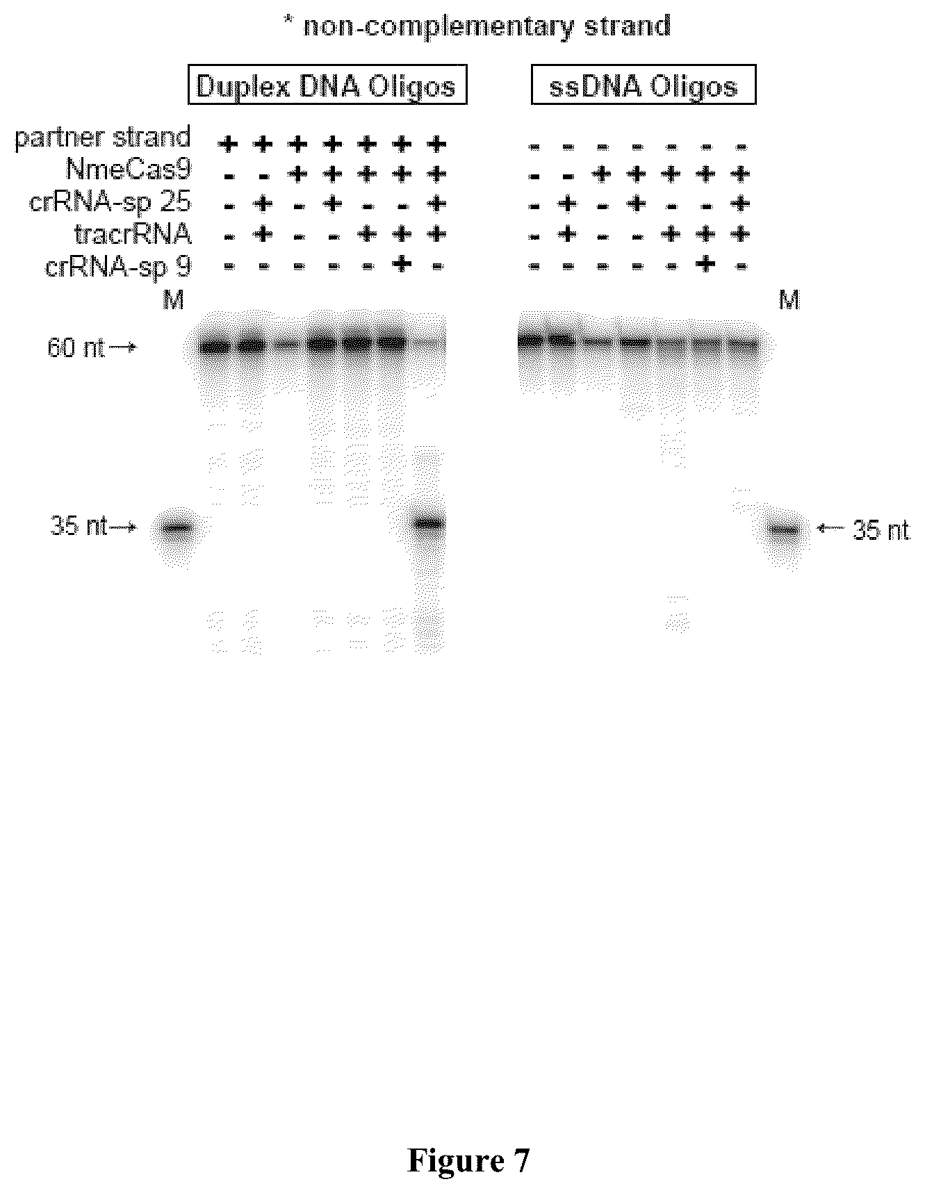 Patent US12104183 Figure 10 – DNase H activity of Neisseria meningitidis Cas9